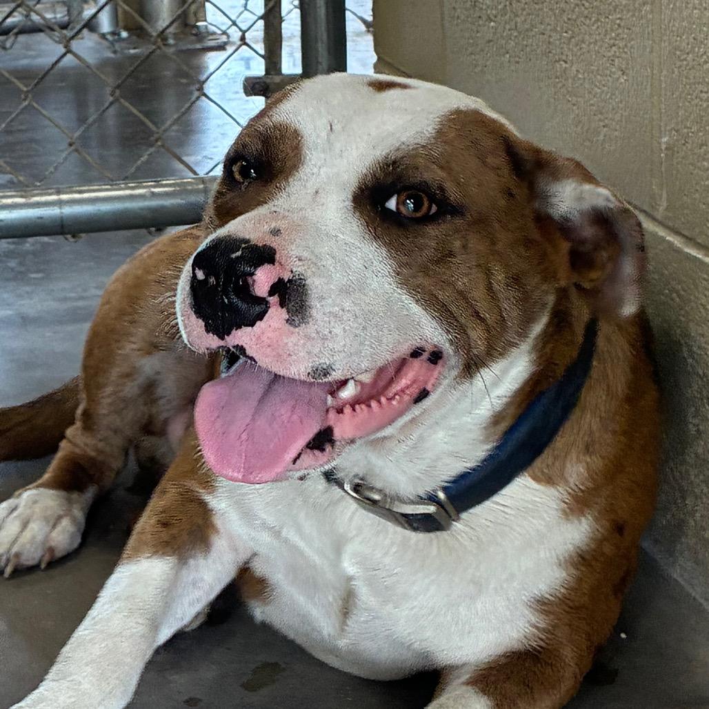 Enlarge Elvis, a Adoptable mixed breed in Williston, FL image 1/3