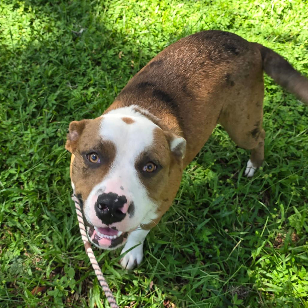 Enlarge Elvis, a Adoptable mixed breed in Williston, FL image 2/3