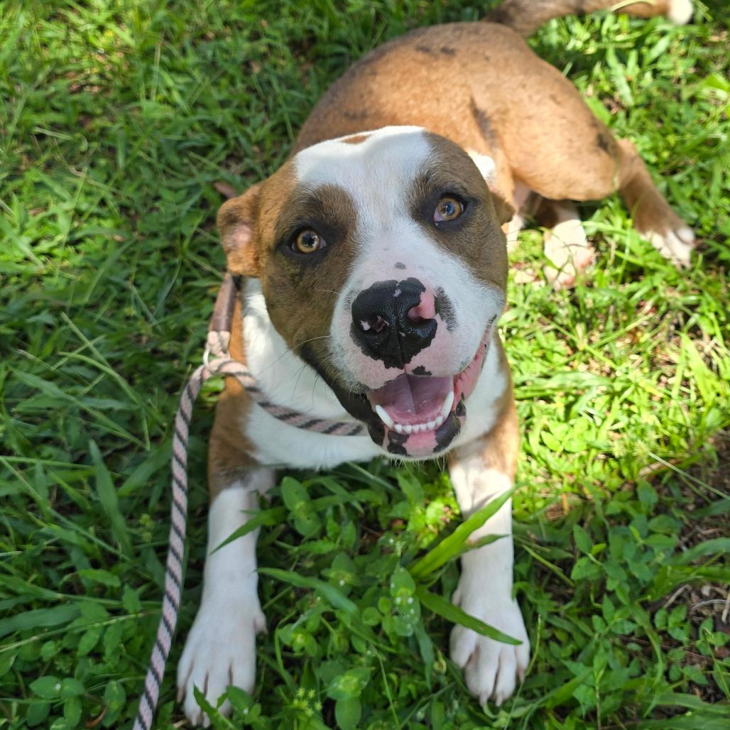 Enlarge Elvis, a Adoptable mixed breed in Williston, FL image 3/3