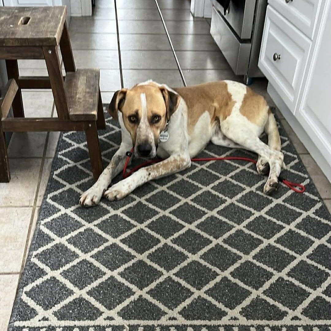 Chi, a ADOPTABLE mixed breed in London, ON image 3/6