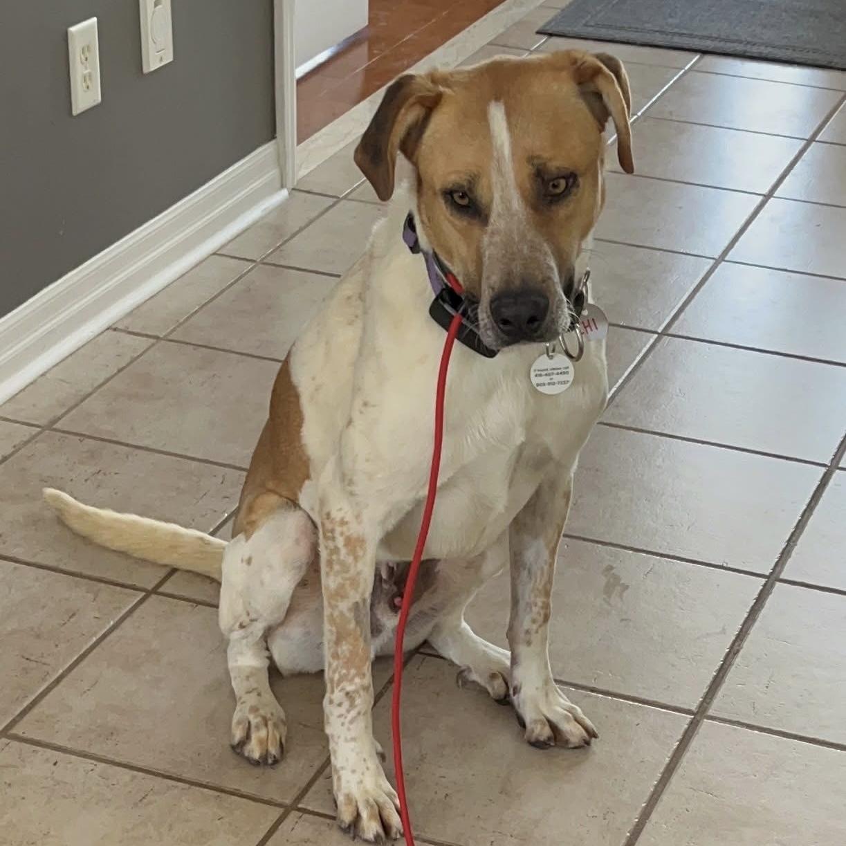 Chi, a ADOPTABLE mixed breed in London, ON image 5/6