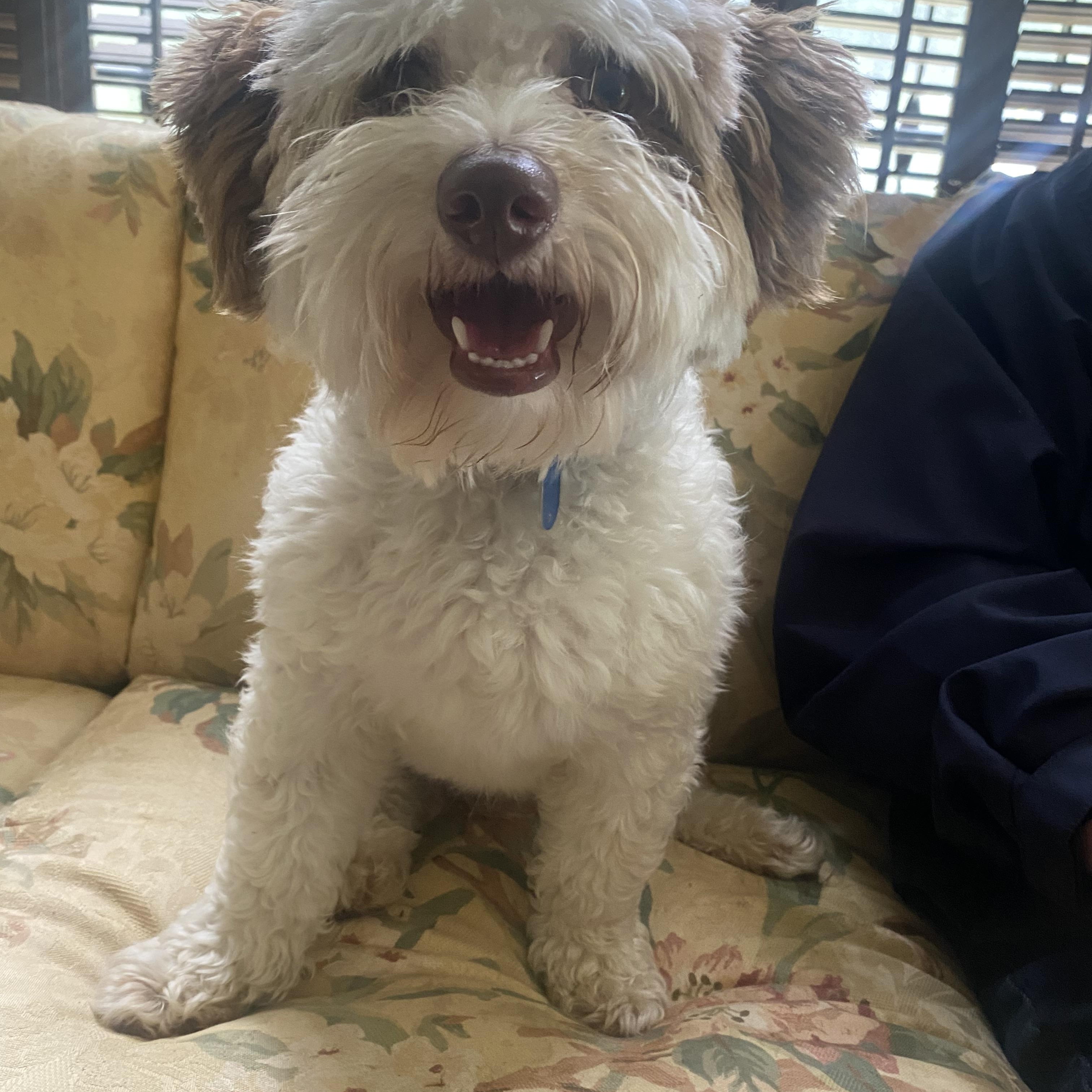 Jack, a ADOPTABLE mixed breed in Blytheville, AR image 2/3