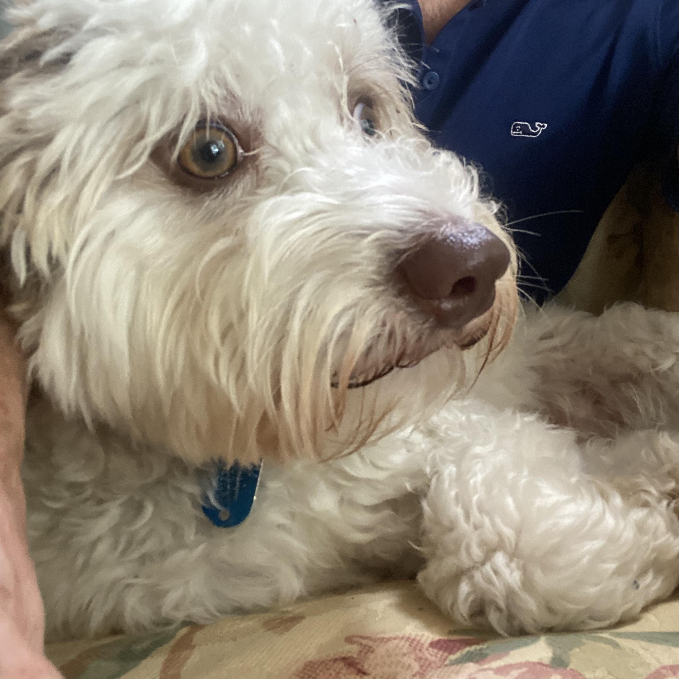 Jack, ADOPTABLE, Adult Male Havanese.