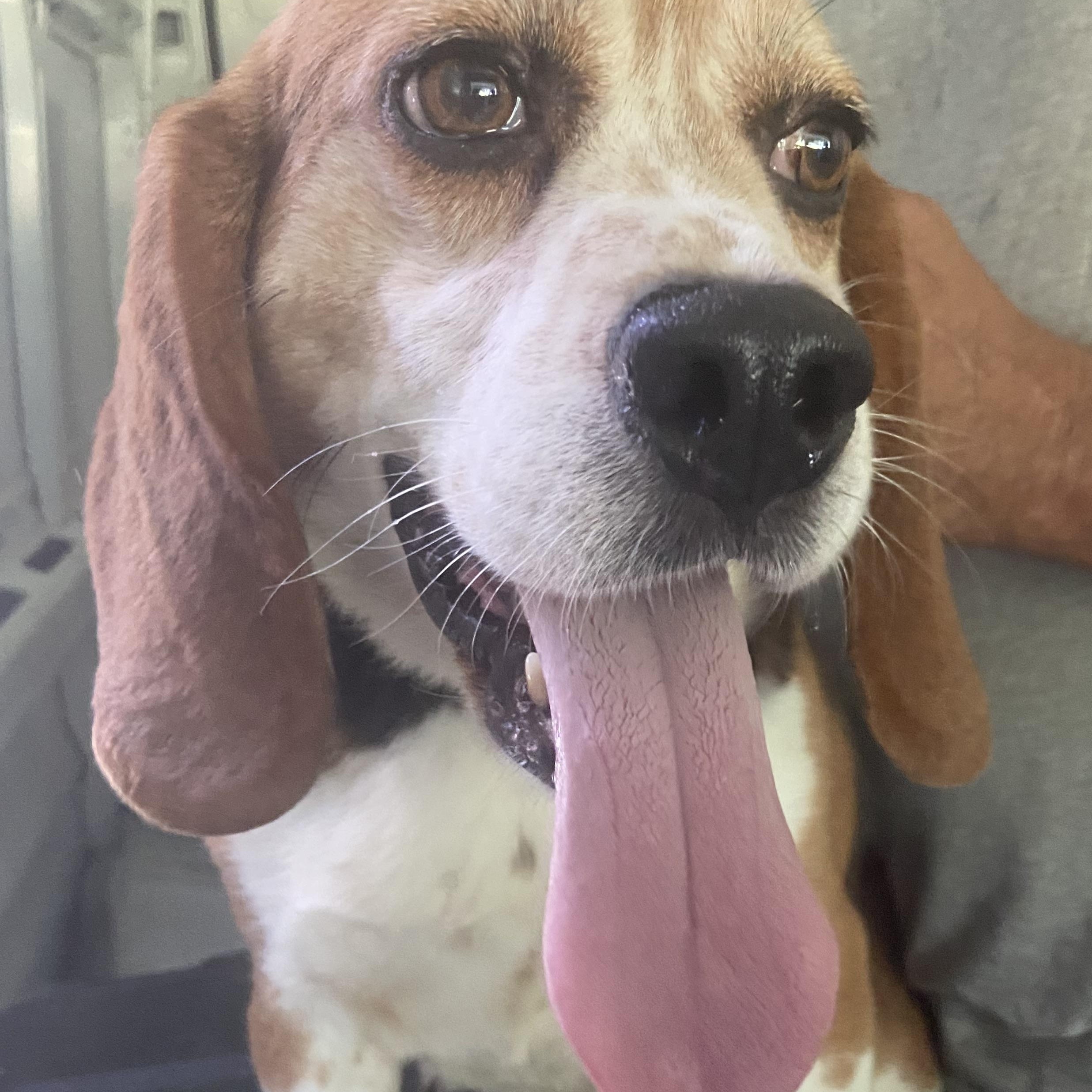 Tommy, Adoptable, Adult Male Beagle.