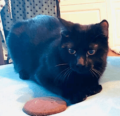 Tony, a Adoptable Domestic Short Hair in Houston, TX image 1/12