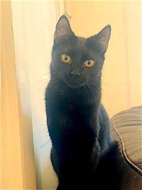 Tony, a Adoptable Domestic Short Hair in Houston, TX image 2/12