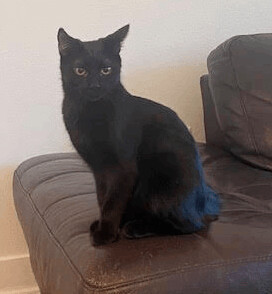 Tony, a Adoptable Domestic Short Hair in Houston, TX image 3/12