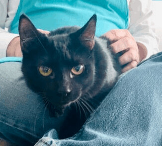 Tony, a Adoptable Domestic Short Hair in Houston, TX image 4/12