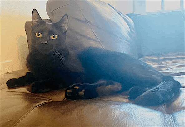 Tony, a Adoptable Domestic Short Hair in Houston, TX image 5/12