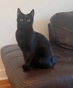 Tony, a Adoptable Domestic Short Hair in Houston, TX image 6/12