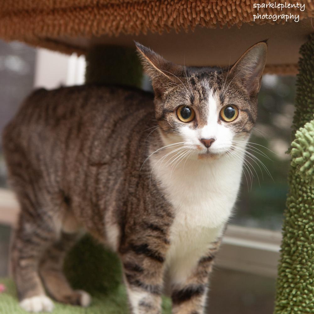 Enlarge Bonnie, an adoptable Domestic Short Hair in Ridgefield, CT image 4/6