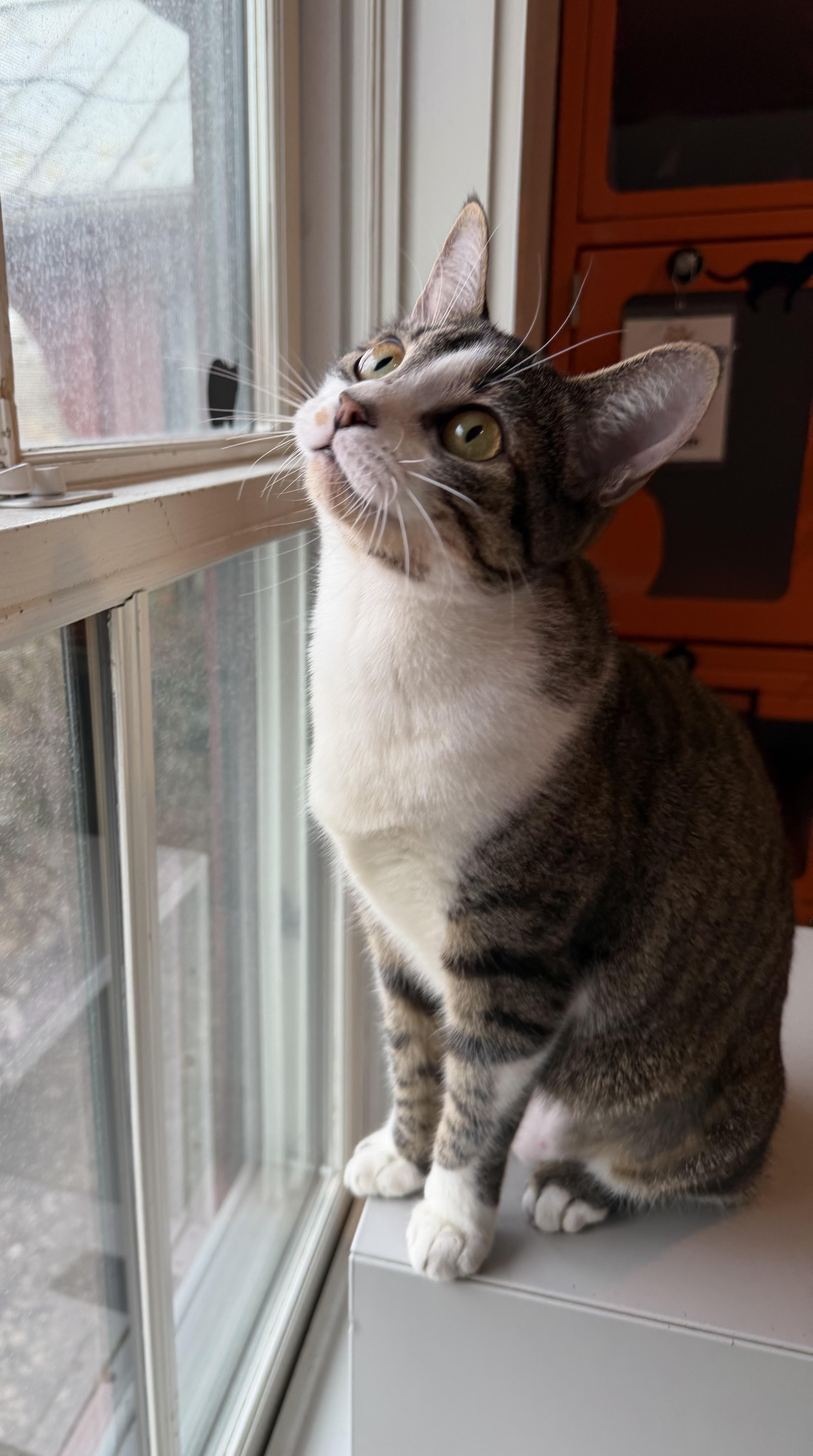 Enlarge Bonnie, an adoptable Domestic Short Hair in Ridgefield, CT image 6/6