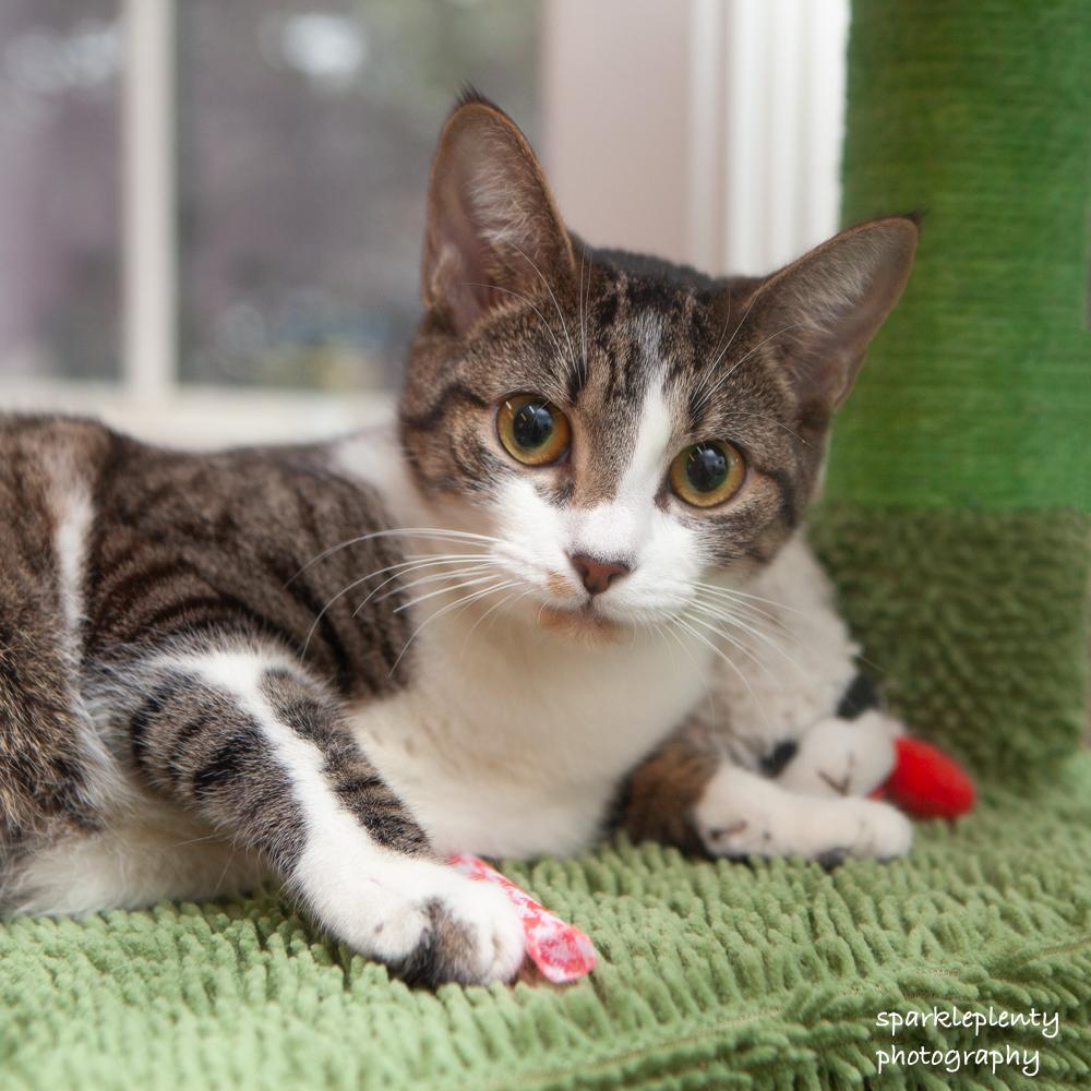 Enlarge Bonnie, an adoptable Domestic Short Hair in Ridgefield, CT image 1/6