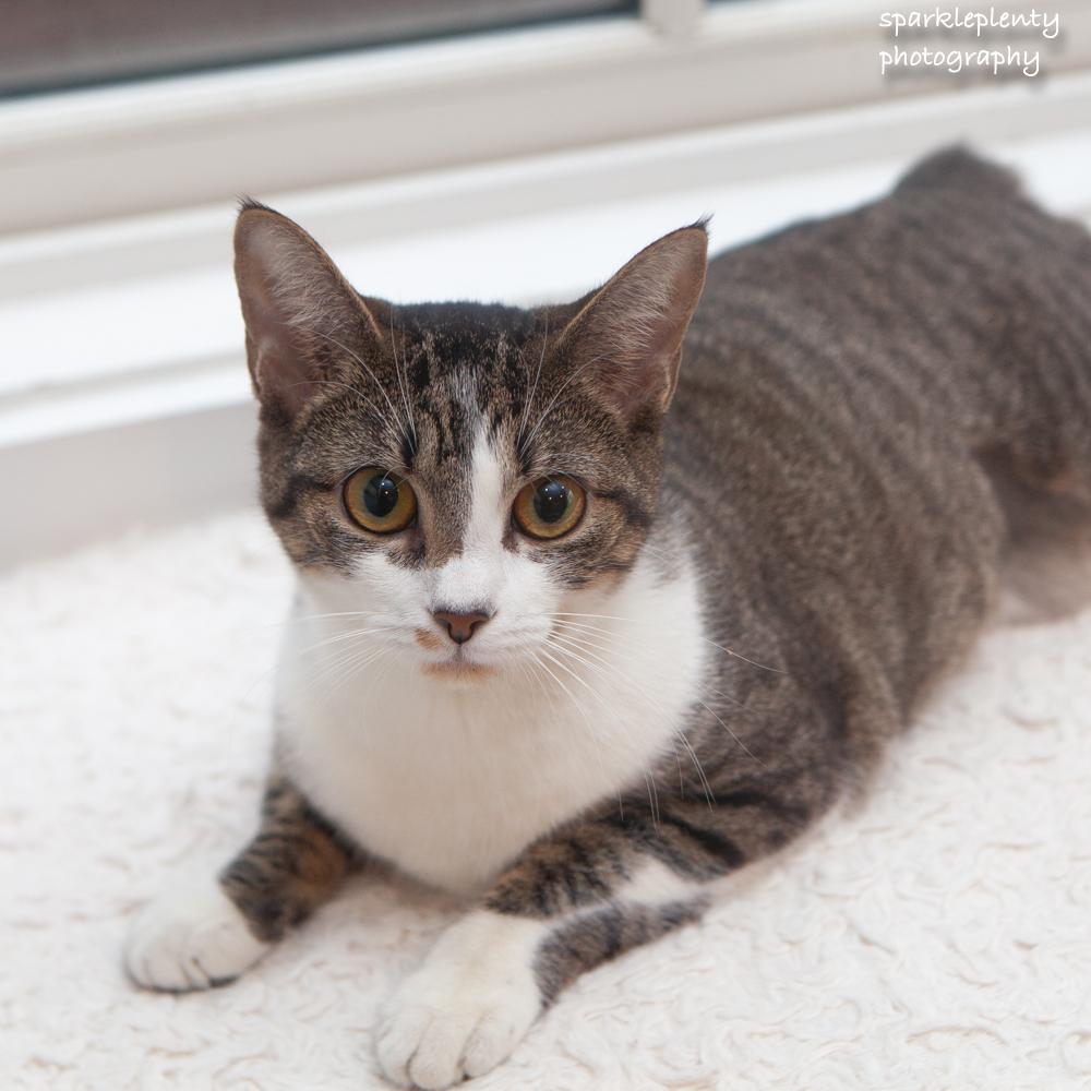 Enlarge Bonnie, an adoptable Domestic Short Hair in Ridgefield, CT image 2/6