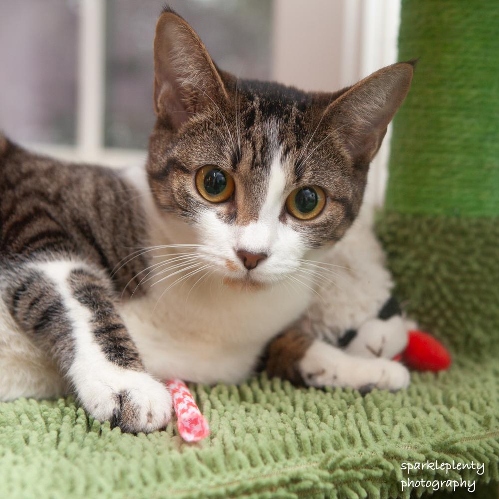 Enlarge Bonnie, an adoptable Domestic Short Hair in Ridgefield, CT image 3/6