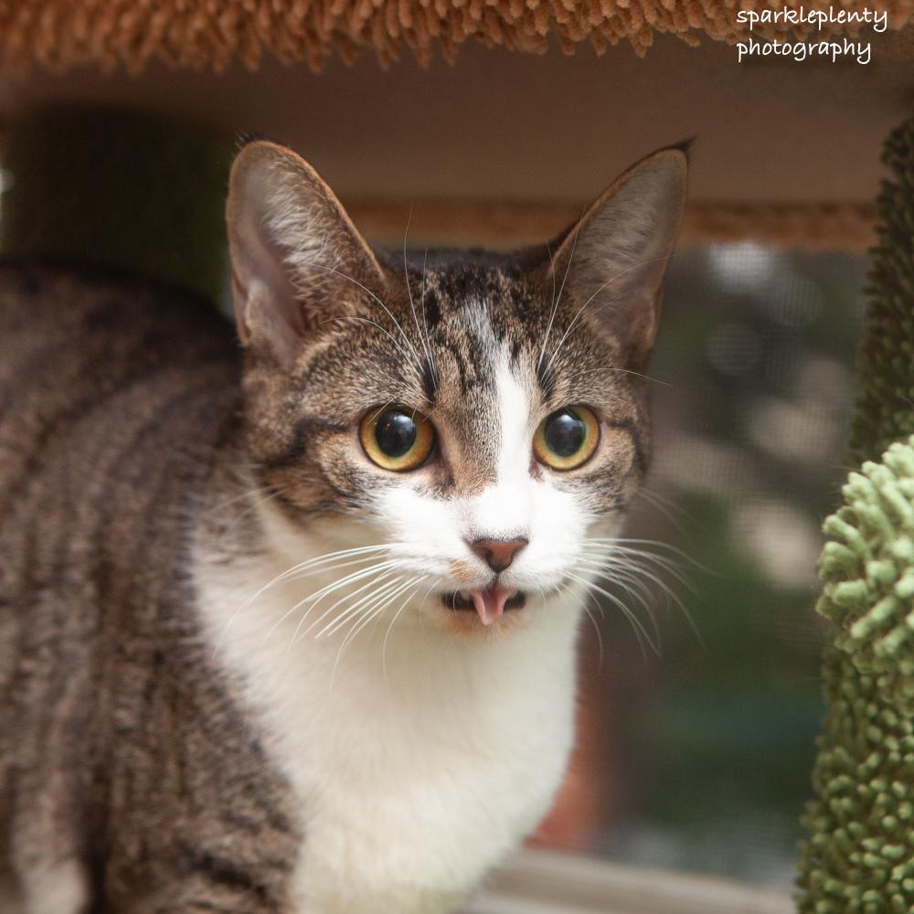 Enlarge Bonnie, an adoptable Domestic Short Hair in Ridgefield, CT image 5/6