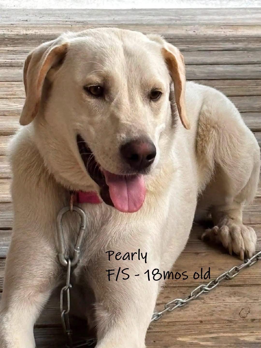 Pearly, adopted, Young Female Mixed Breed & Labrador Retriever.