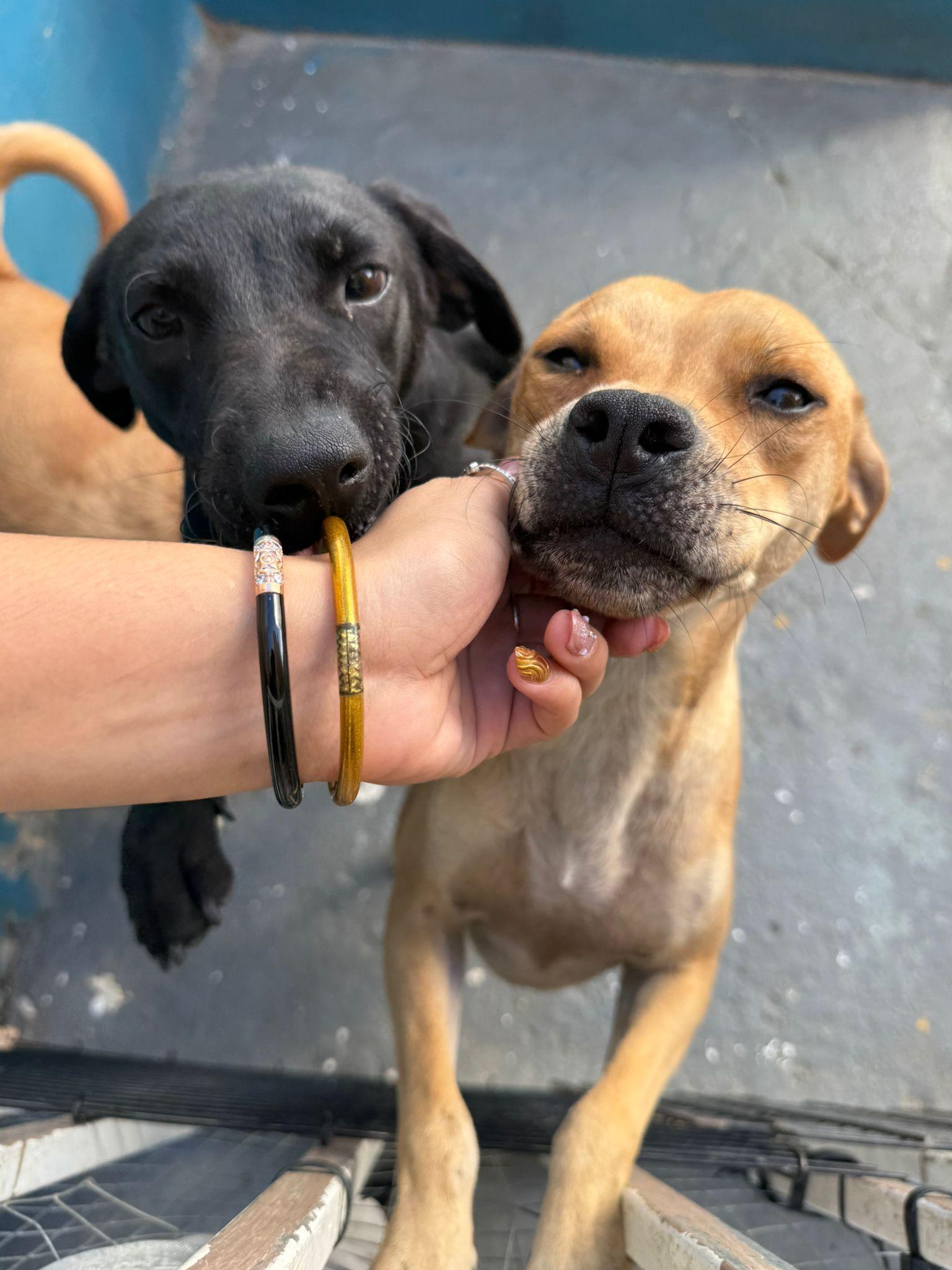 Mia, Adoptable, Adult Female Labrador Retriever.