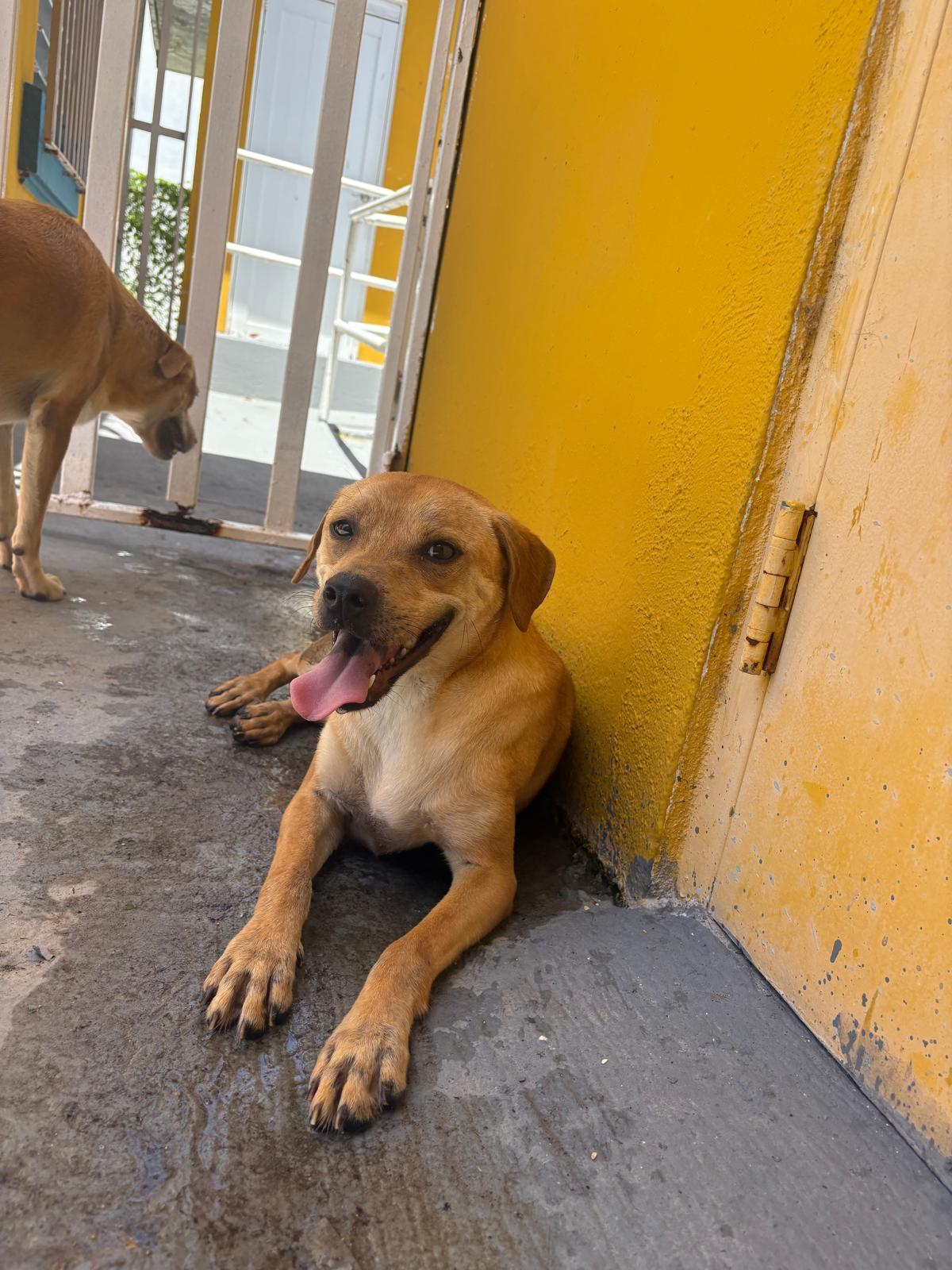 Mia, a Adoptable mixed breed in Albion, NY image 2/3