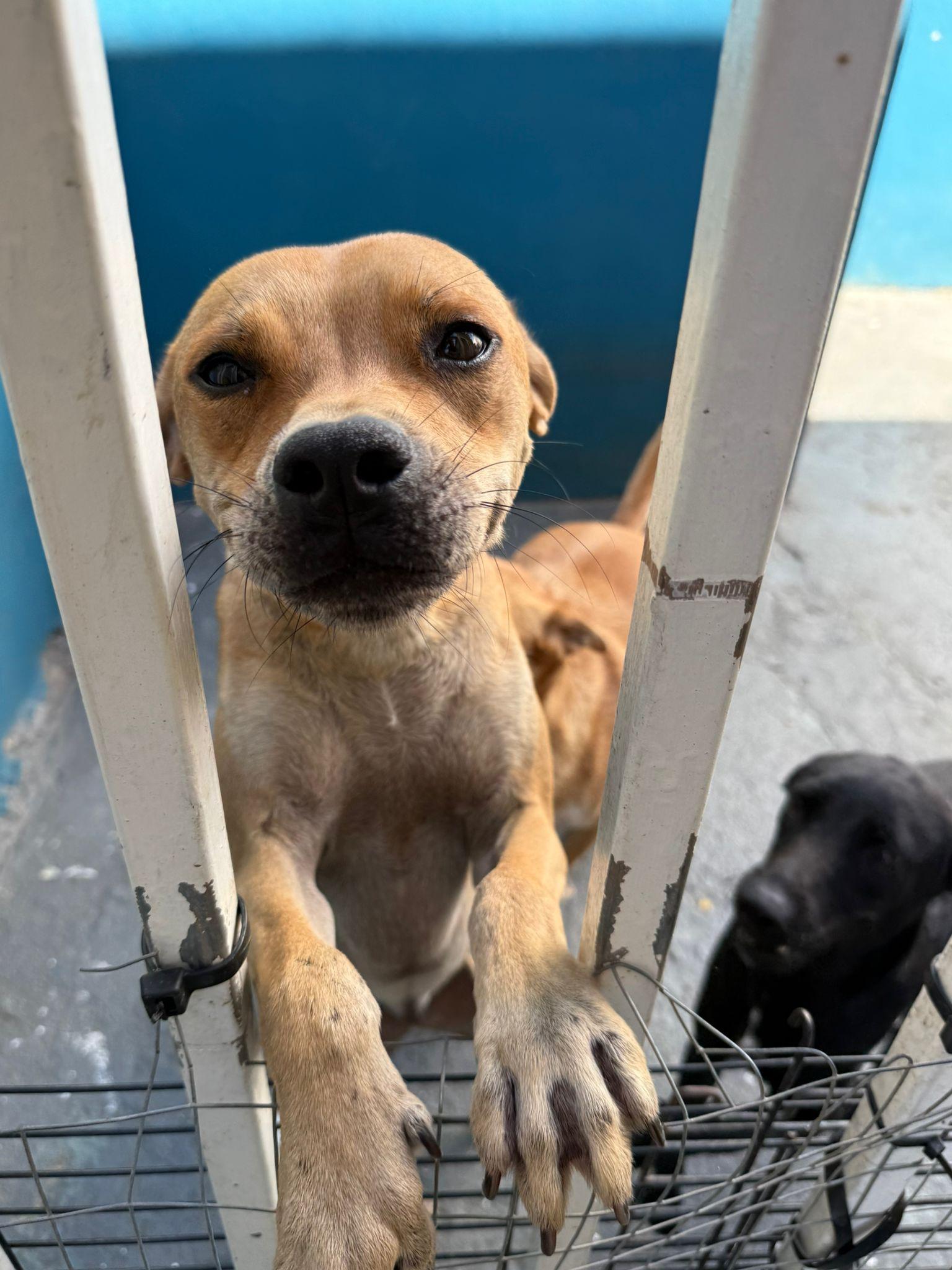 Mia, a Adoptable mixed breed in Albion, NY image 3/3