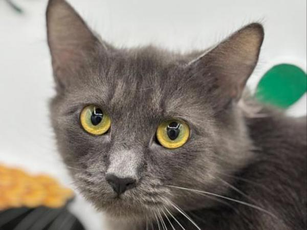 Enlarge Kj, a Adoptable mixed breed in Portland, OR image 1/1