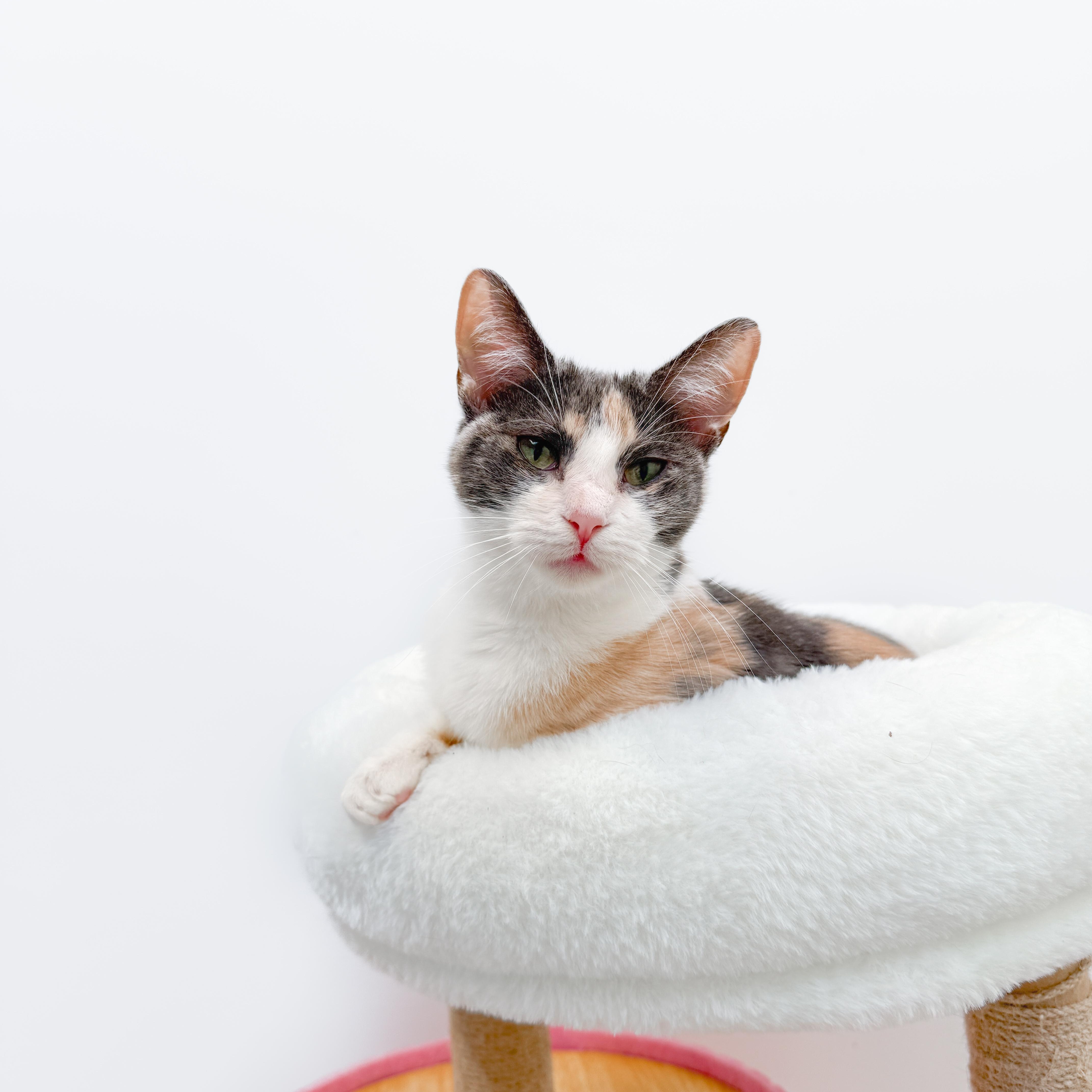 Enlarge Wanda, a Adoptable Dilute Calico in New Orleans, LA image 1/2