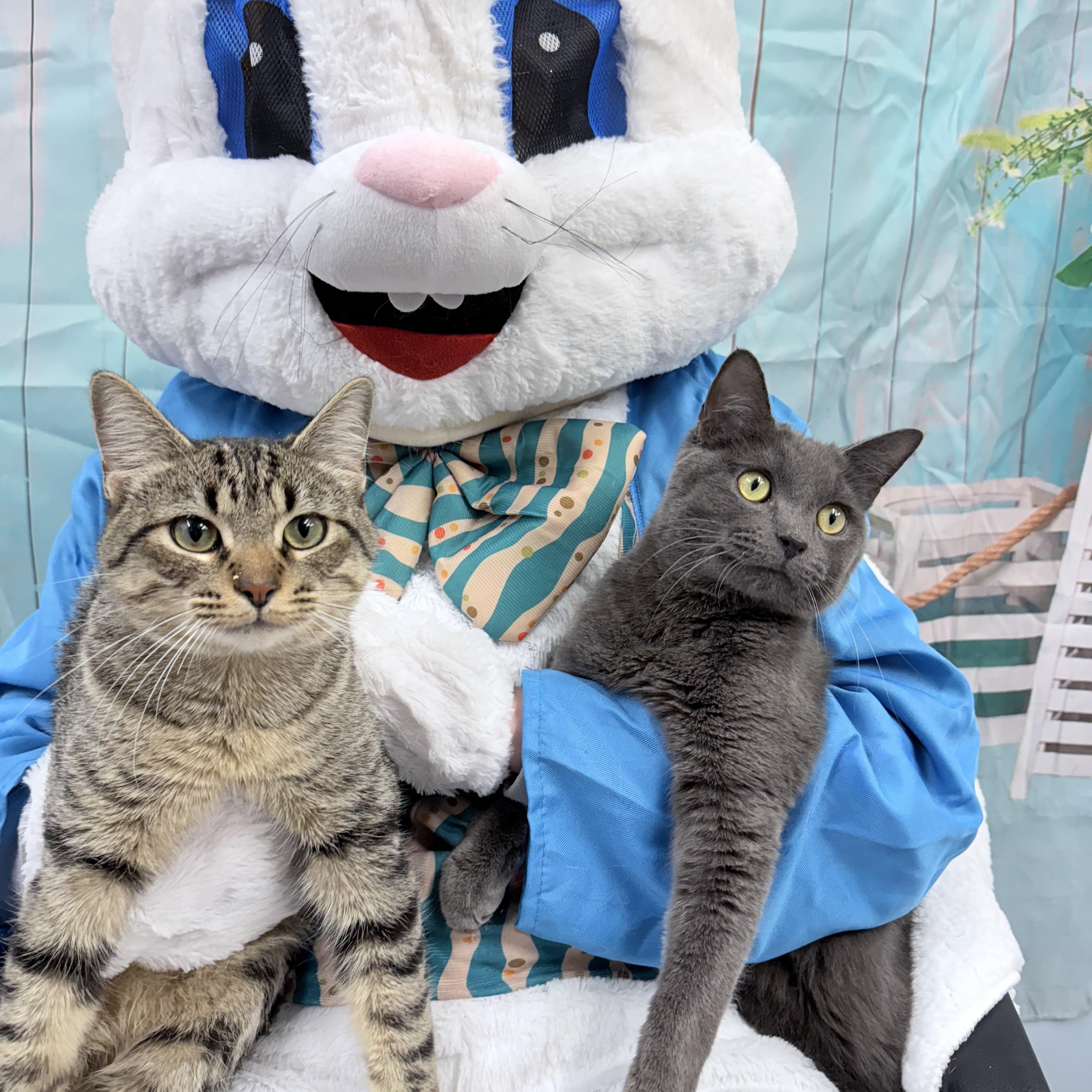 Chirp and Fievel Meowskiewtz, Young Male Domestic Short Hair