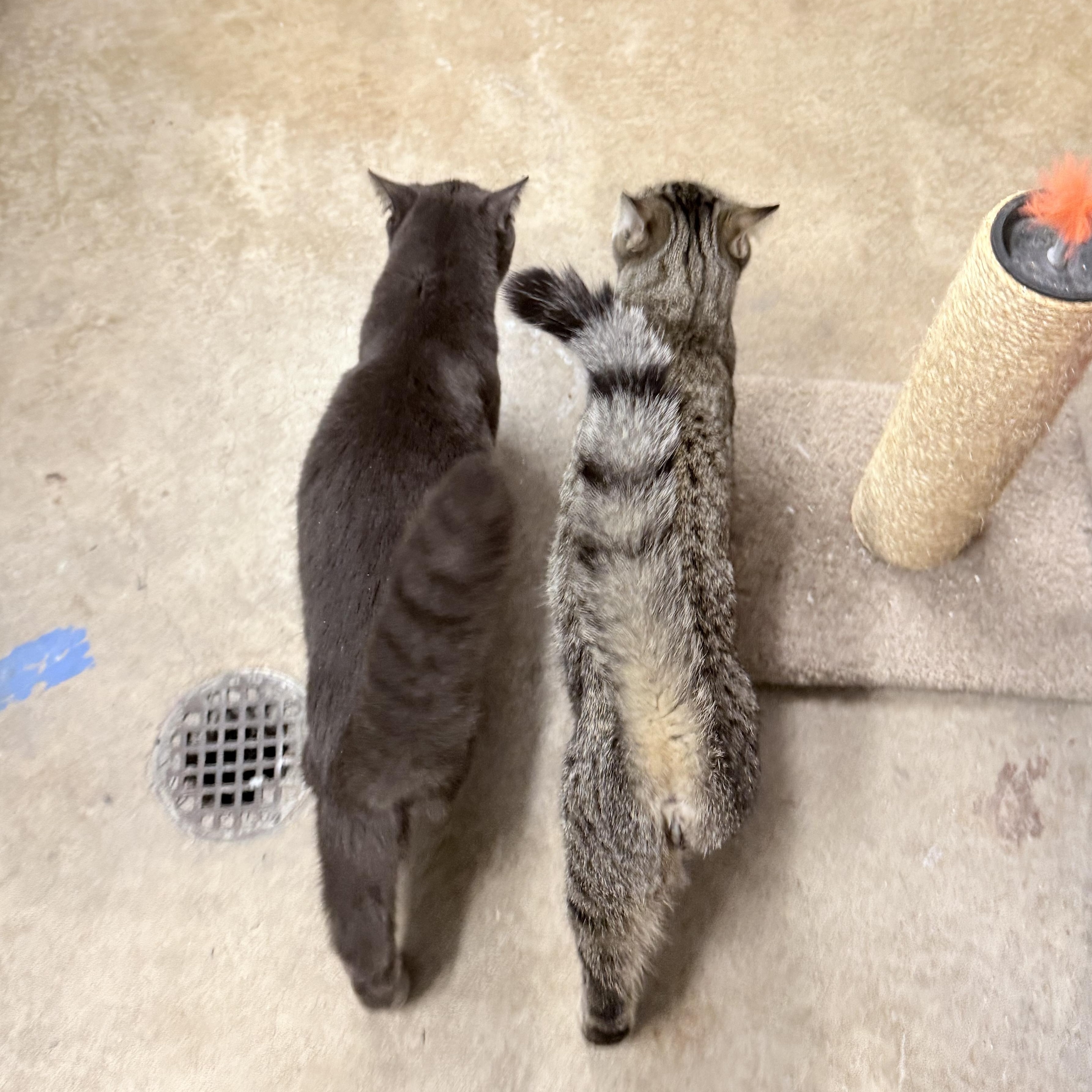 Chirp and Fievel Meowskiewtz photo 5