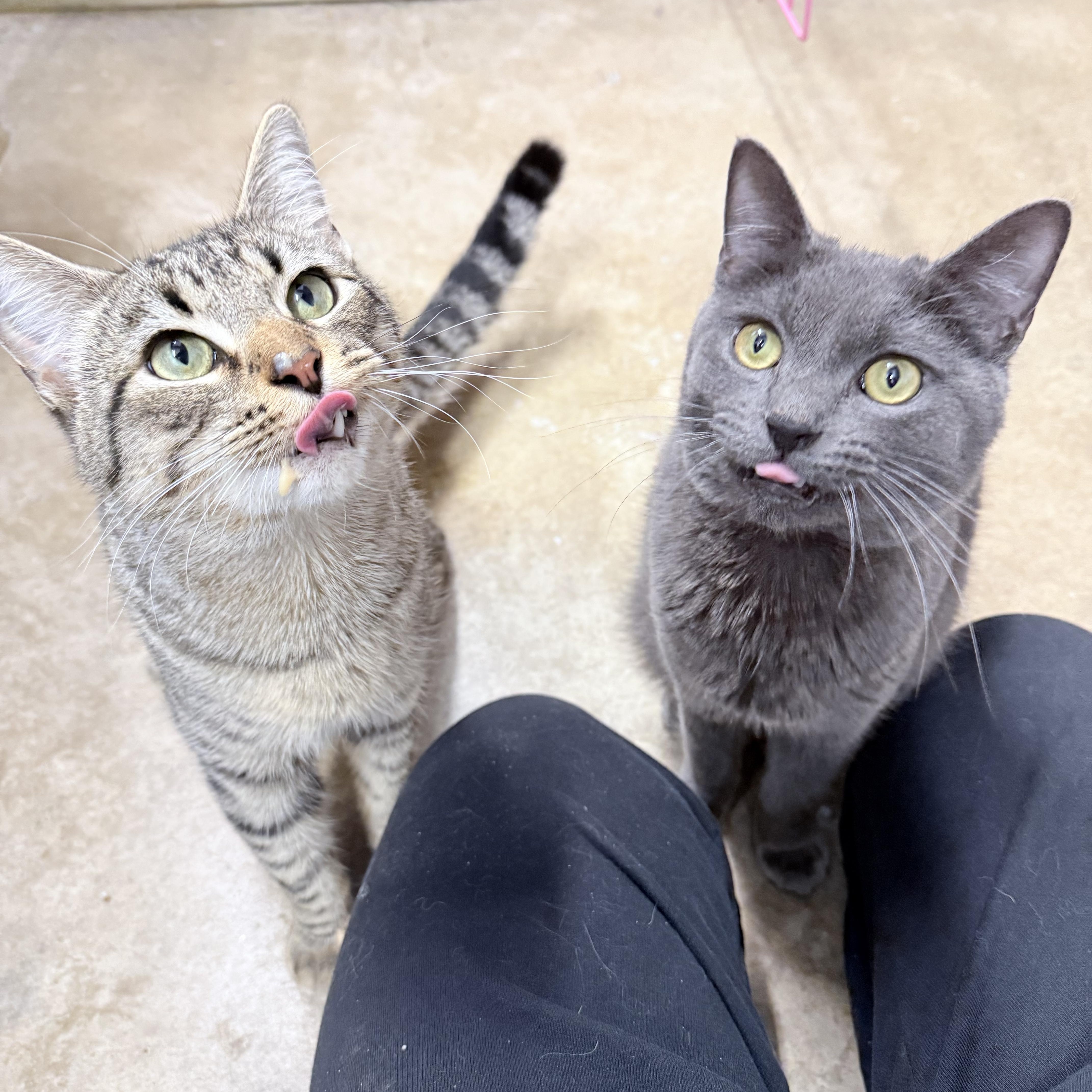Chirp and Fievel Meowskiewtz photo 3
