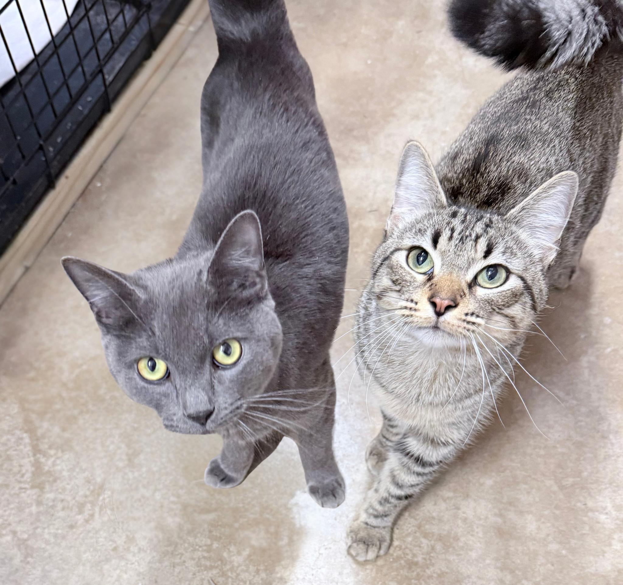 Chirp and Fievel Meowskiewtz photo 2