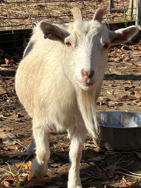 Erica, Adoptable, Adult Female Goat.