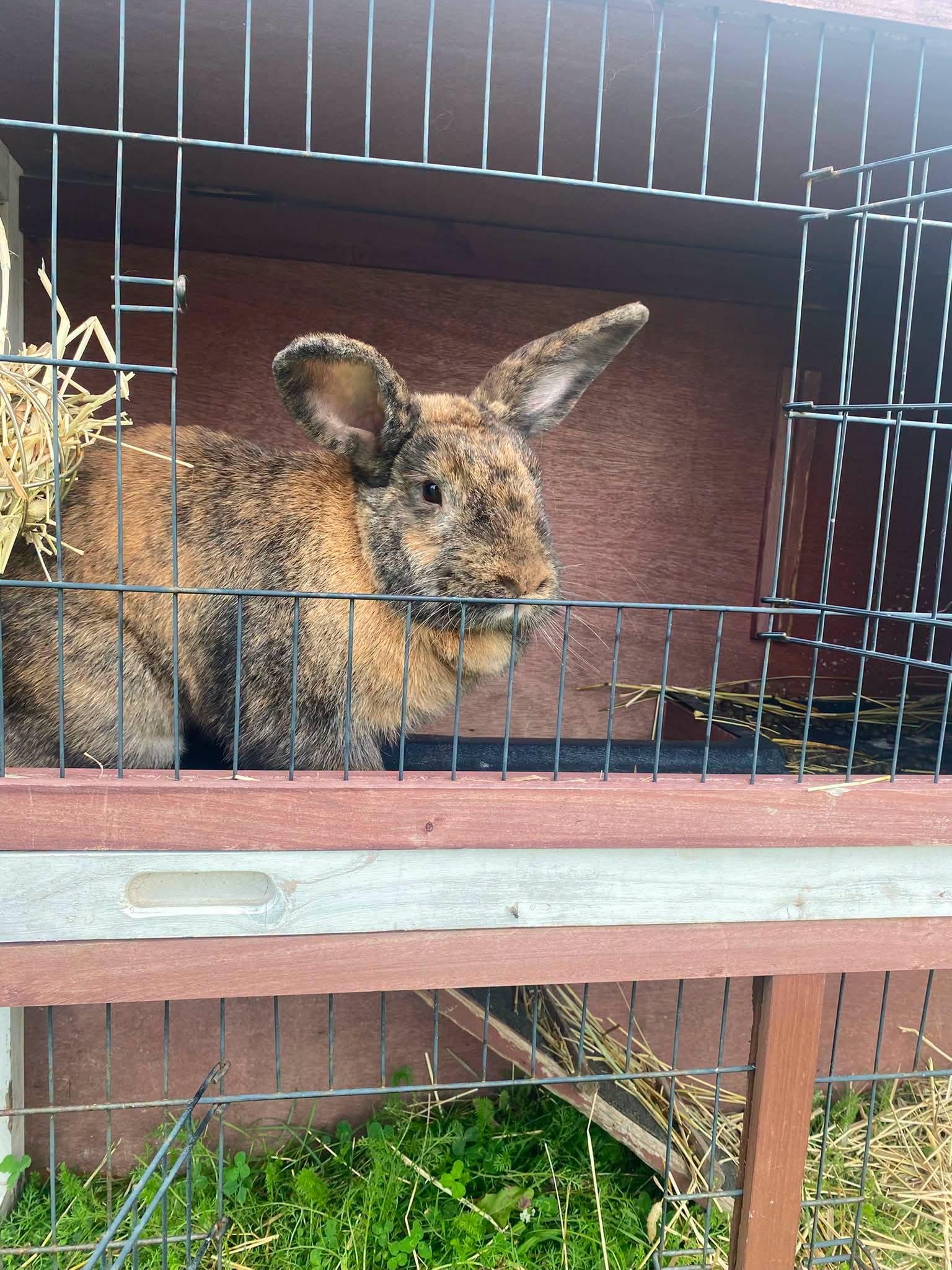 Patsy, a ADOPTABLE mixed breed in Port Perry, ON image 3/3