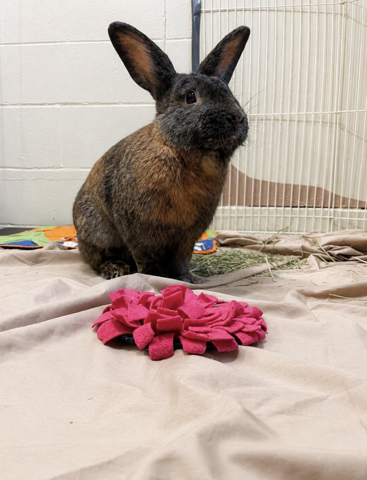 Patsy, ADOPTABLE, Adult Female Harlequin.