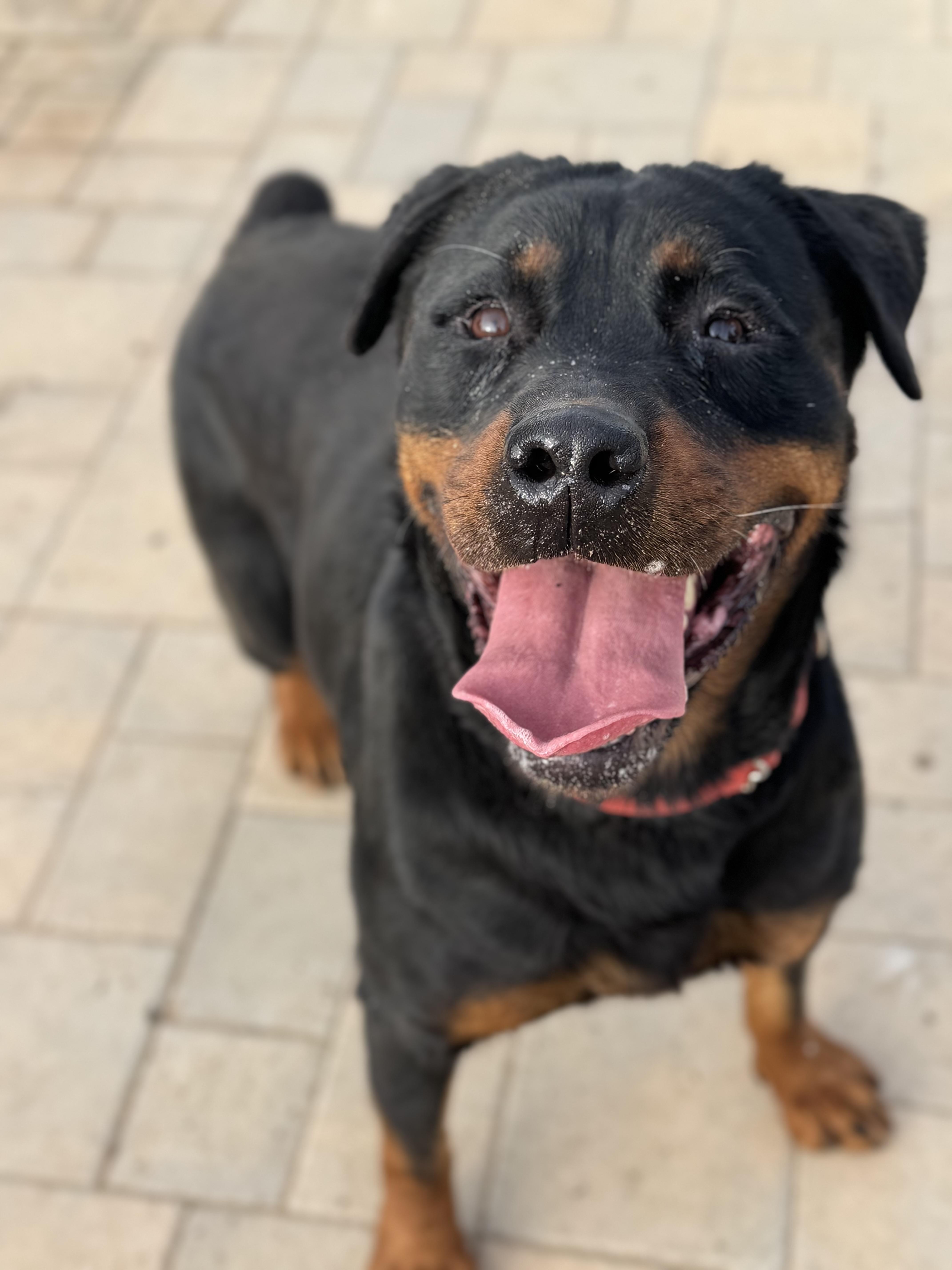 Mishka, Adult Female unknown