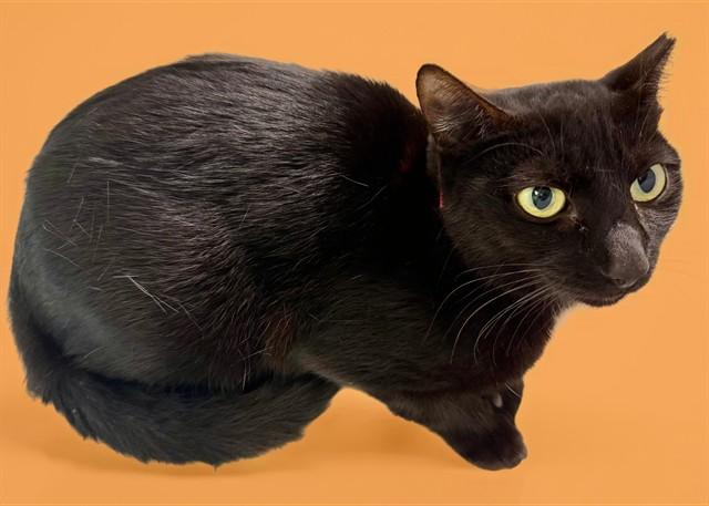 HANNAH, Adoptable, Adult Female Domestic Short Hair.