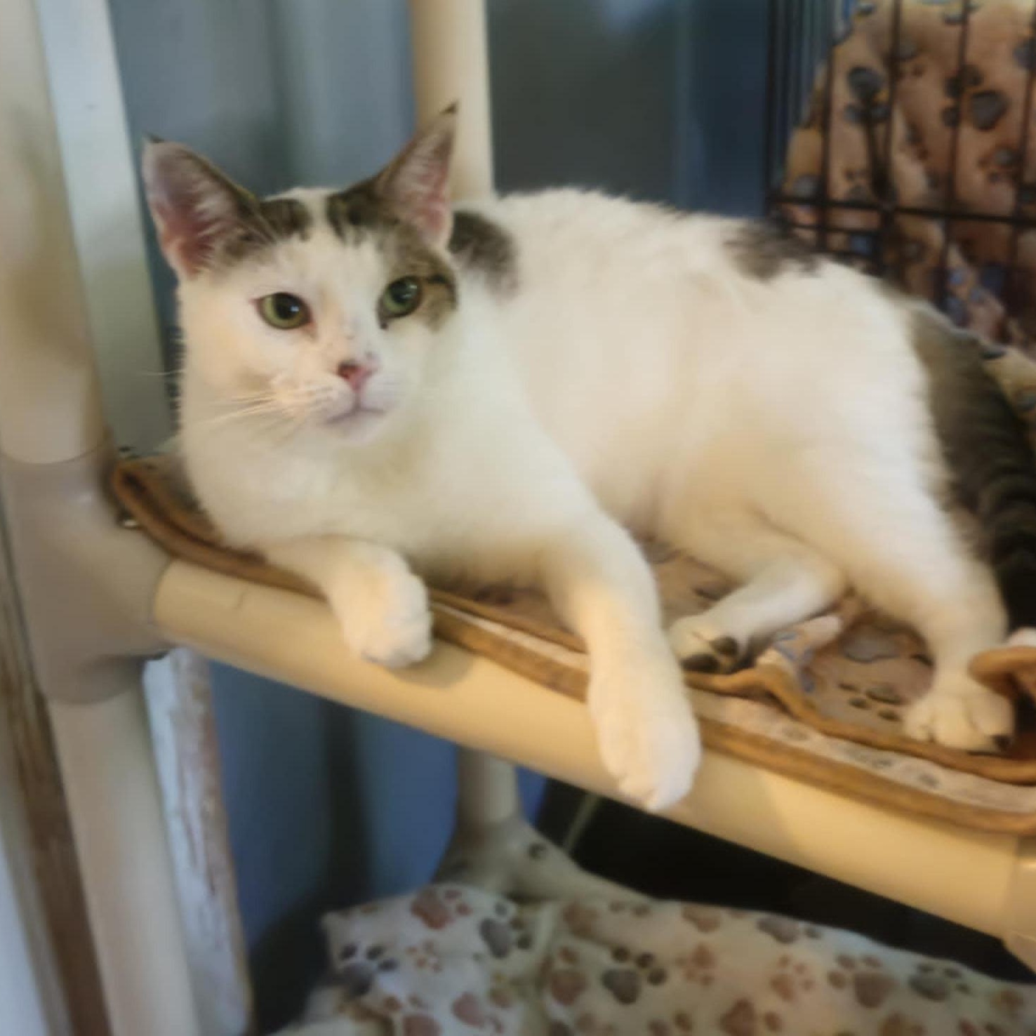 Ciera-Foodie with Playful Spirit, ADOPTABLE, Young Female Domestic Short Hair.