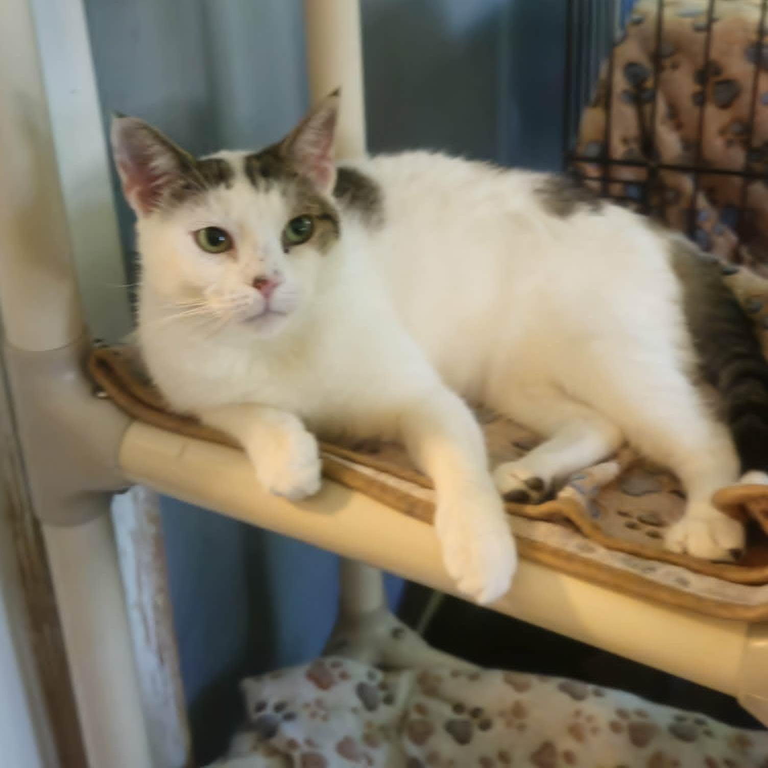 Ciera-Foodie with Playful Spirit, a ADOPTABLE Domestic Short Hair in Rochester, NY image 2/3