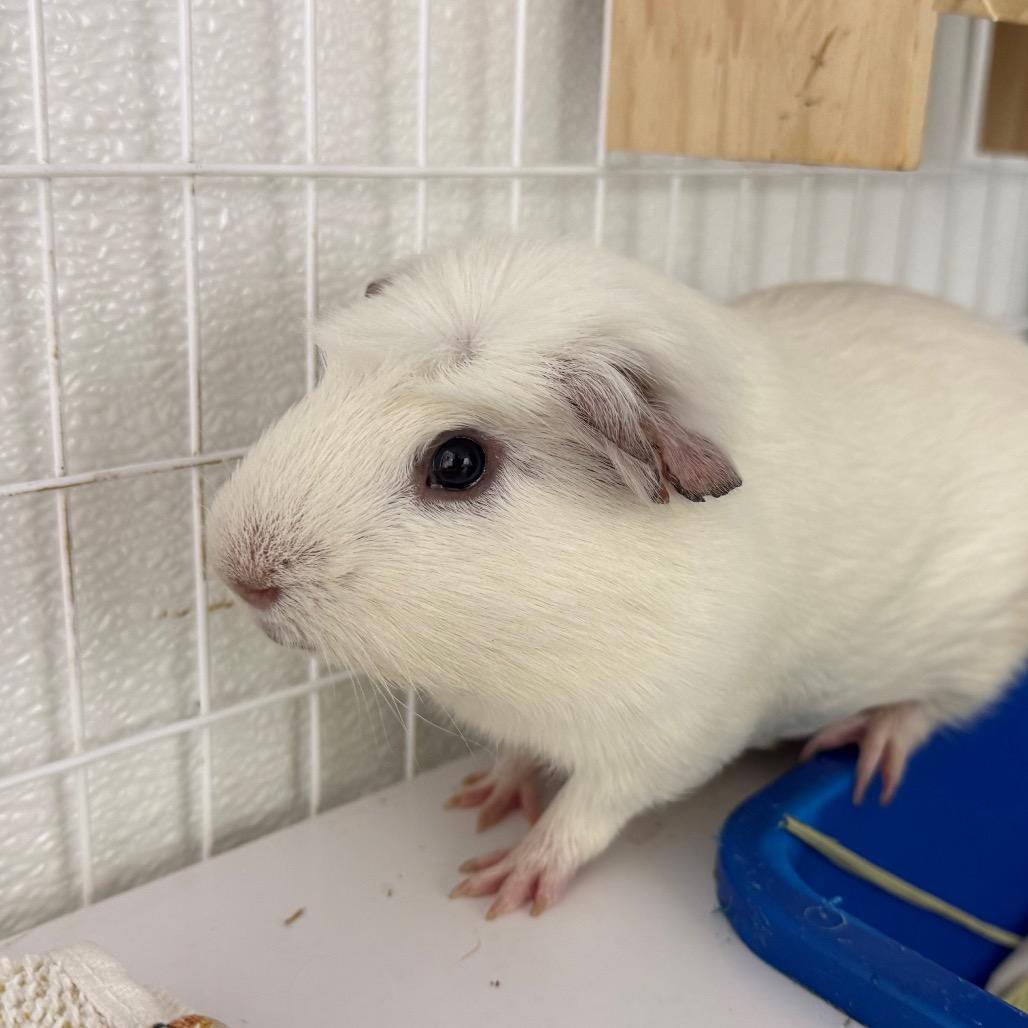 Enlarge Jack Frost, a Adoptable Guinea Pig in Clearwater, FL image 1/2