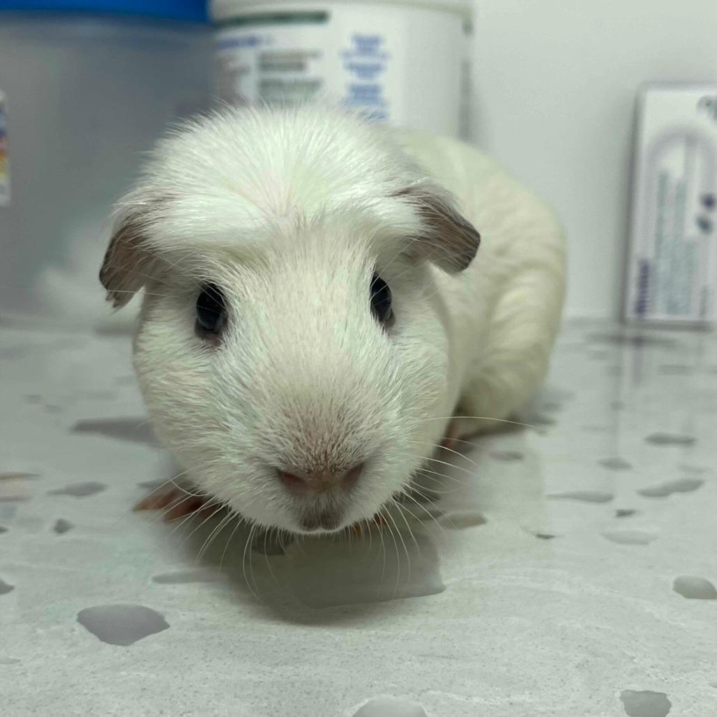 Enlarge Jack Frost, a Adoptable Guinea Pig in Clearwater, FL image 2/2
