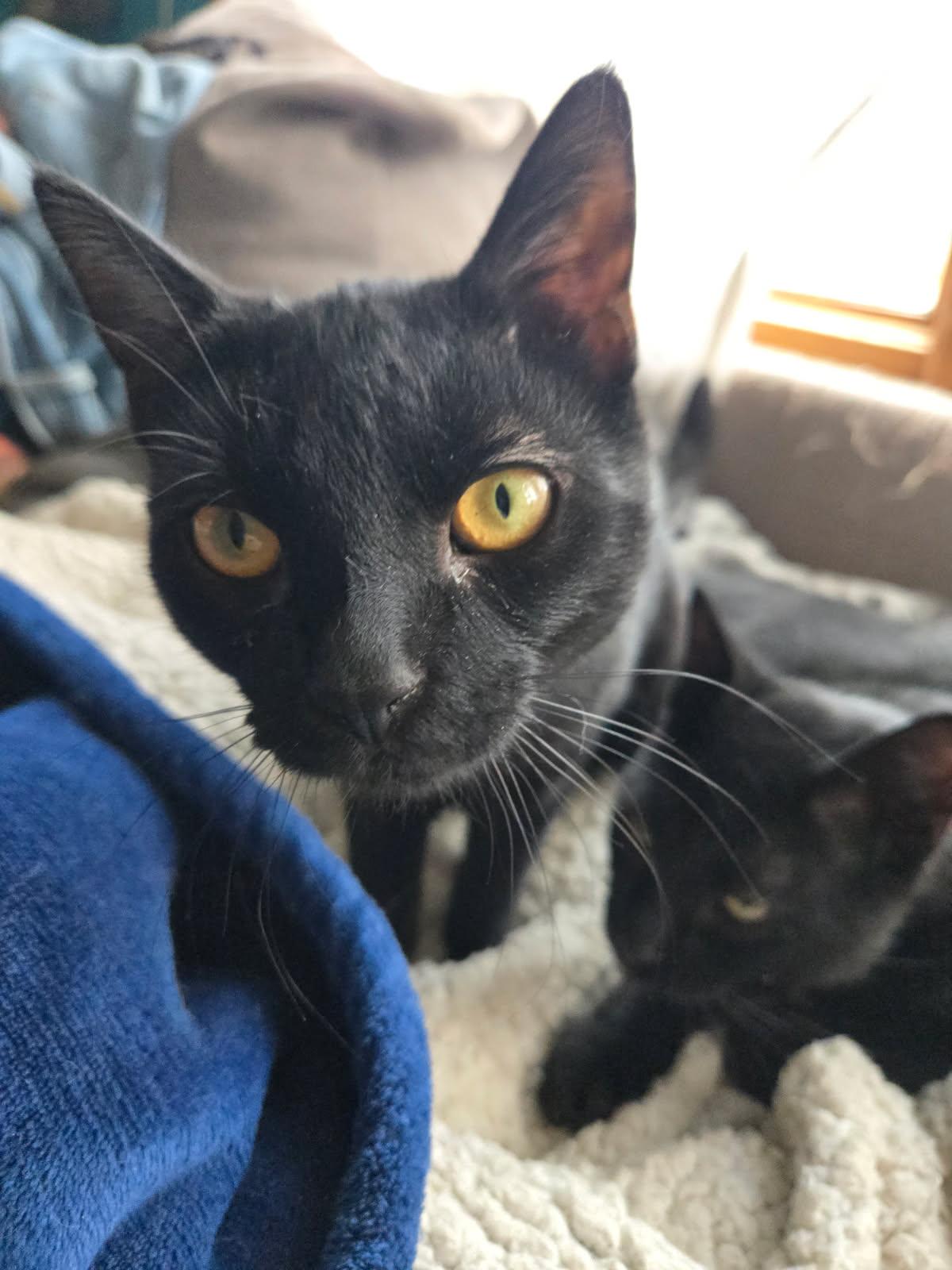 Enlarge Gareth ( Snuggler & Lap Kitten), a Adoptable American Shorthair in Staten Island, NY image 2/6