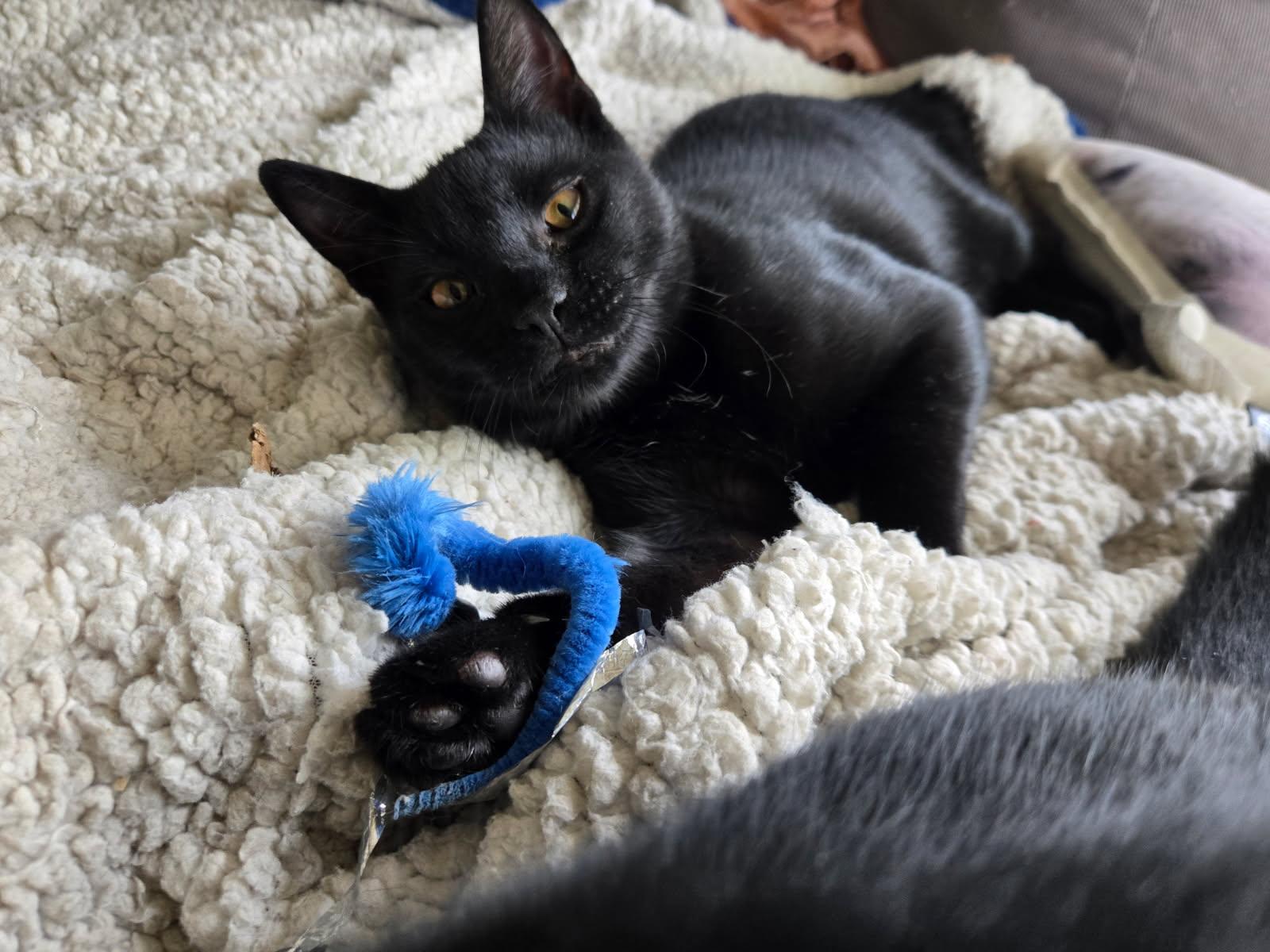 Enlarge Gareth ( Snuggler & Lap Kitten), a Adoptable American Shorthair in Staten Island, NY image 3/6