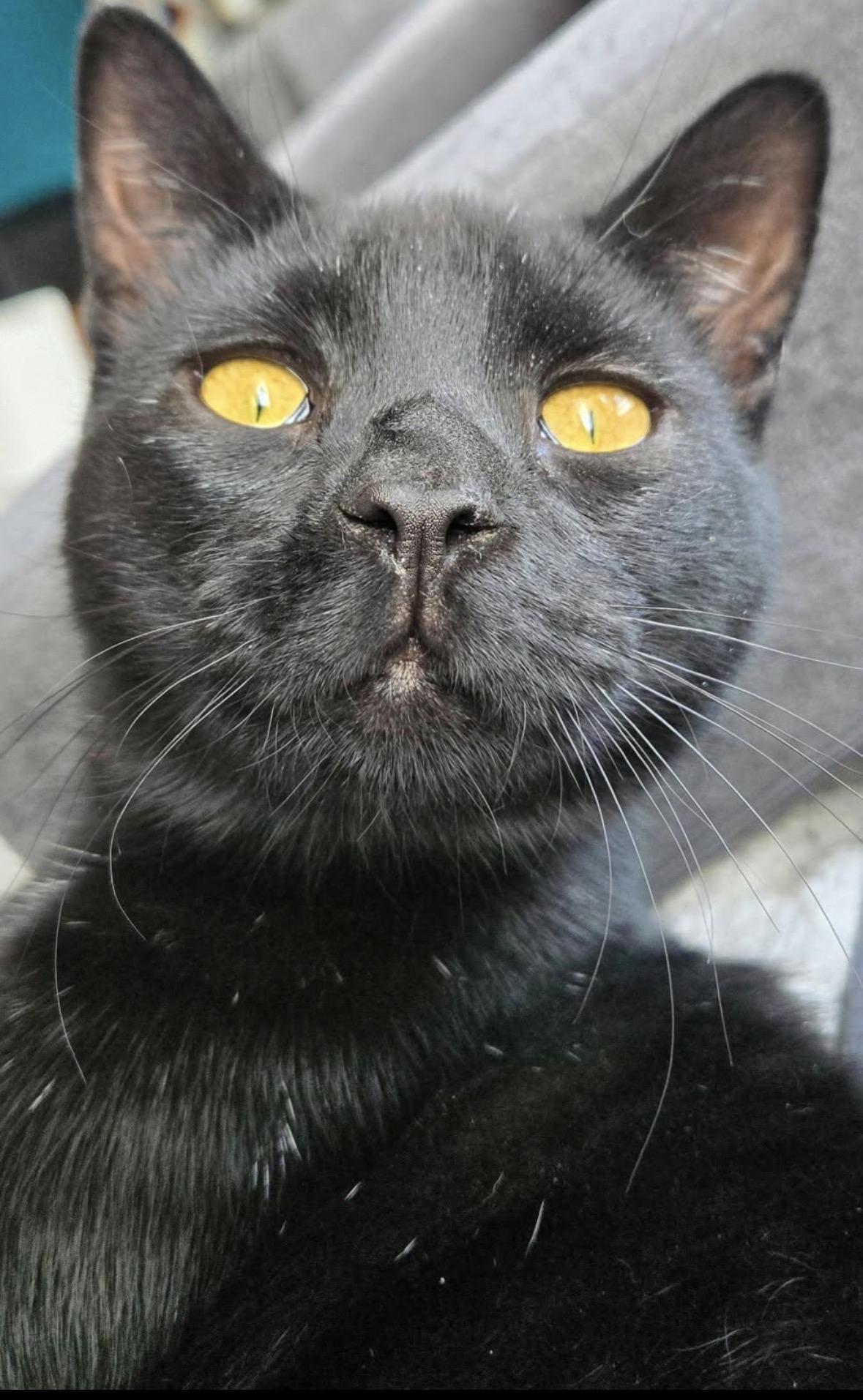 Enlarge Gareth ( Snuggler & Lap Kitten), a Adoptable Domestic Short Hair in Staten Island, NY image 5/6