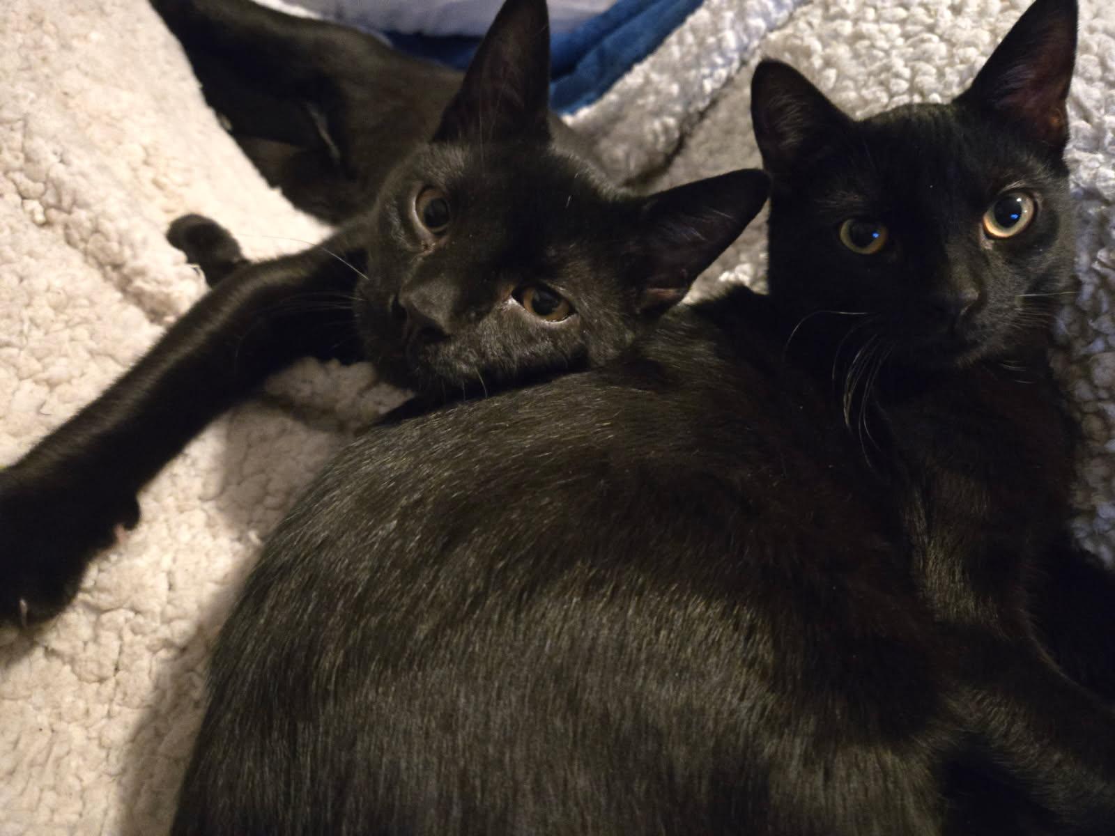 Enlarge Gareth ( Snuggler & Lap Kitten), a Adoptable American Shorthair in Staten Island, NY image 5/6