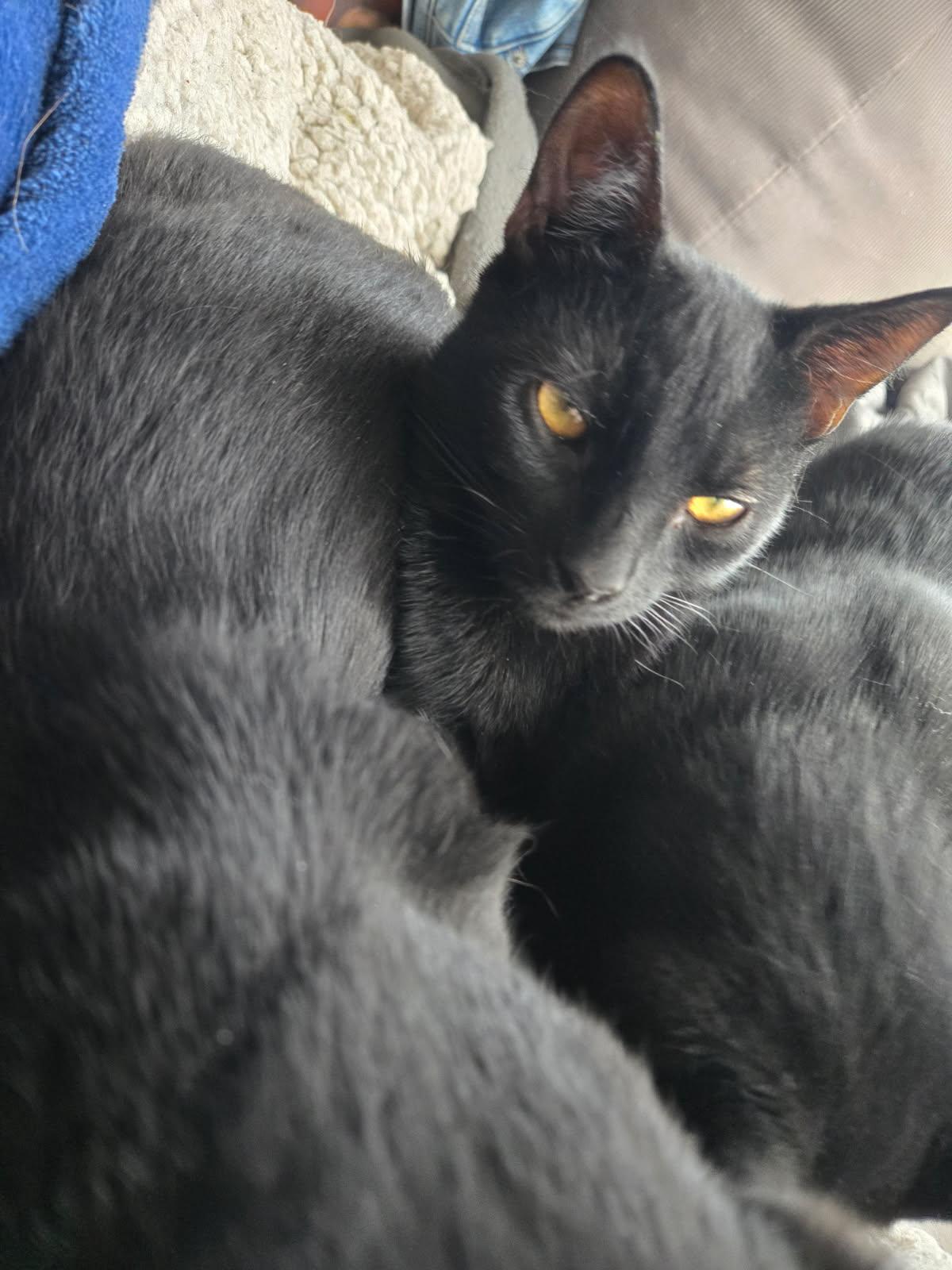 Enlarge Gareth ( Snuggler & Lap Kitten), a Adoptable American Shorthair in Staten Island, NY image 4/6