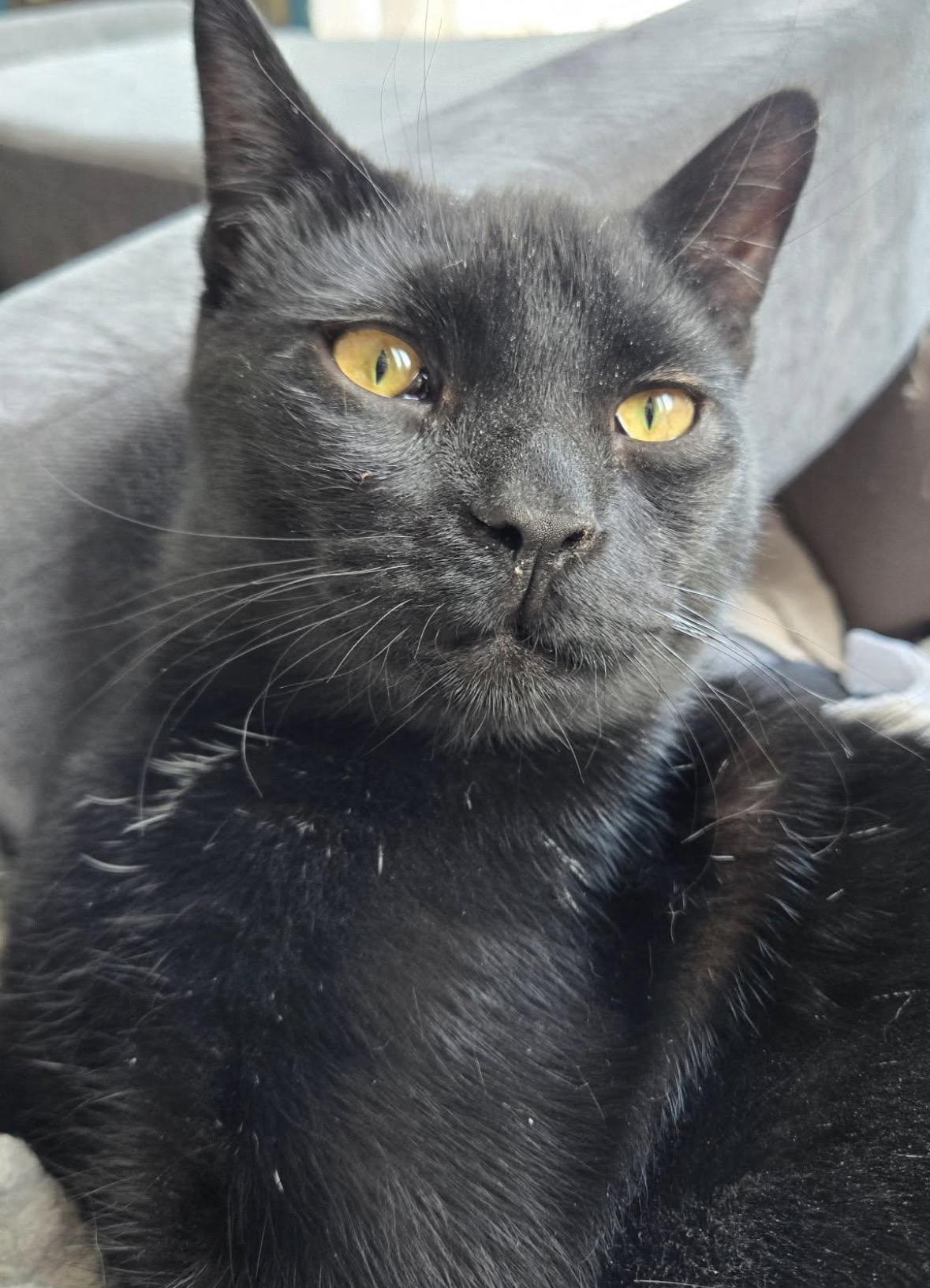 Enlarge Gareth ( Snuggler & Lap Kitten), a Adoptable Domestic Short Hair in Staten Island, NY image 6/6