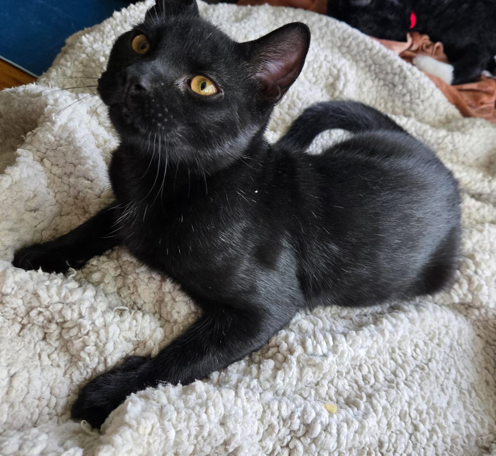 Gareth ( Snuggler & Lap Kitten), Adoptable, Kitten Male American Shorthair.