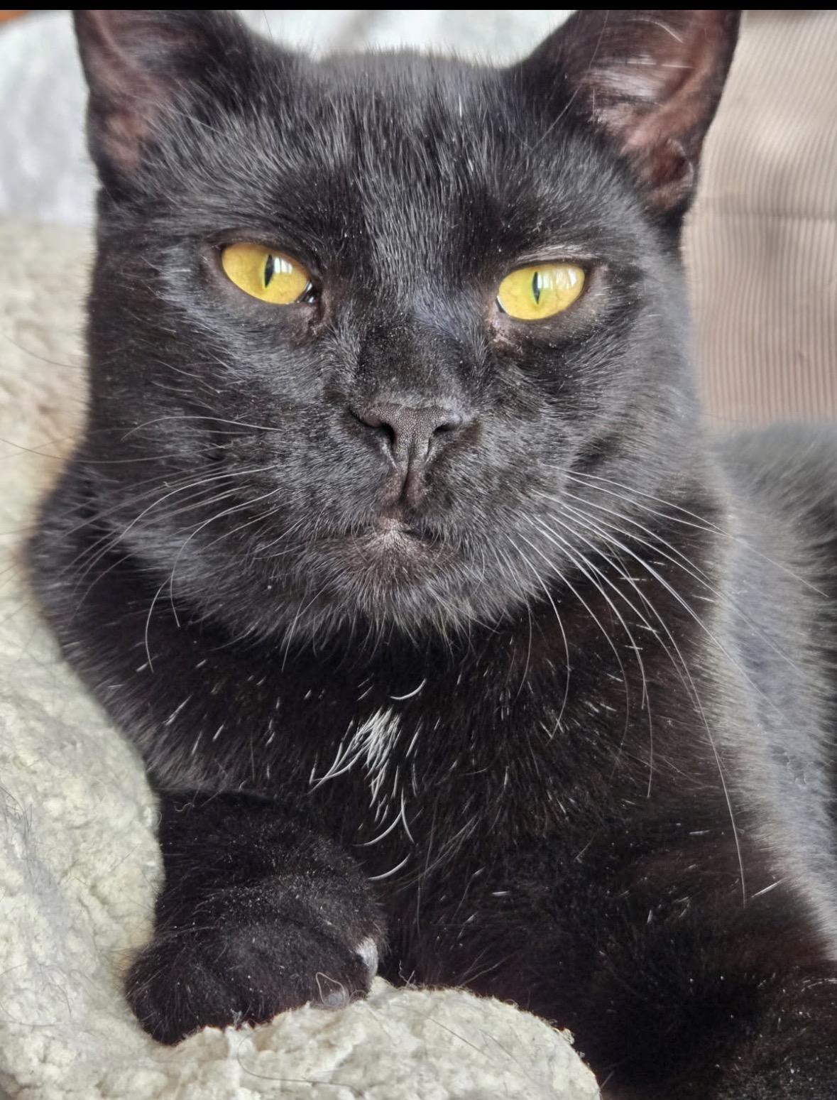 Gareth ( Snuggler & Lap Kitten), Adoptable, Kitten Male Domestic Short Hair.