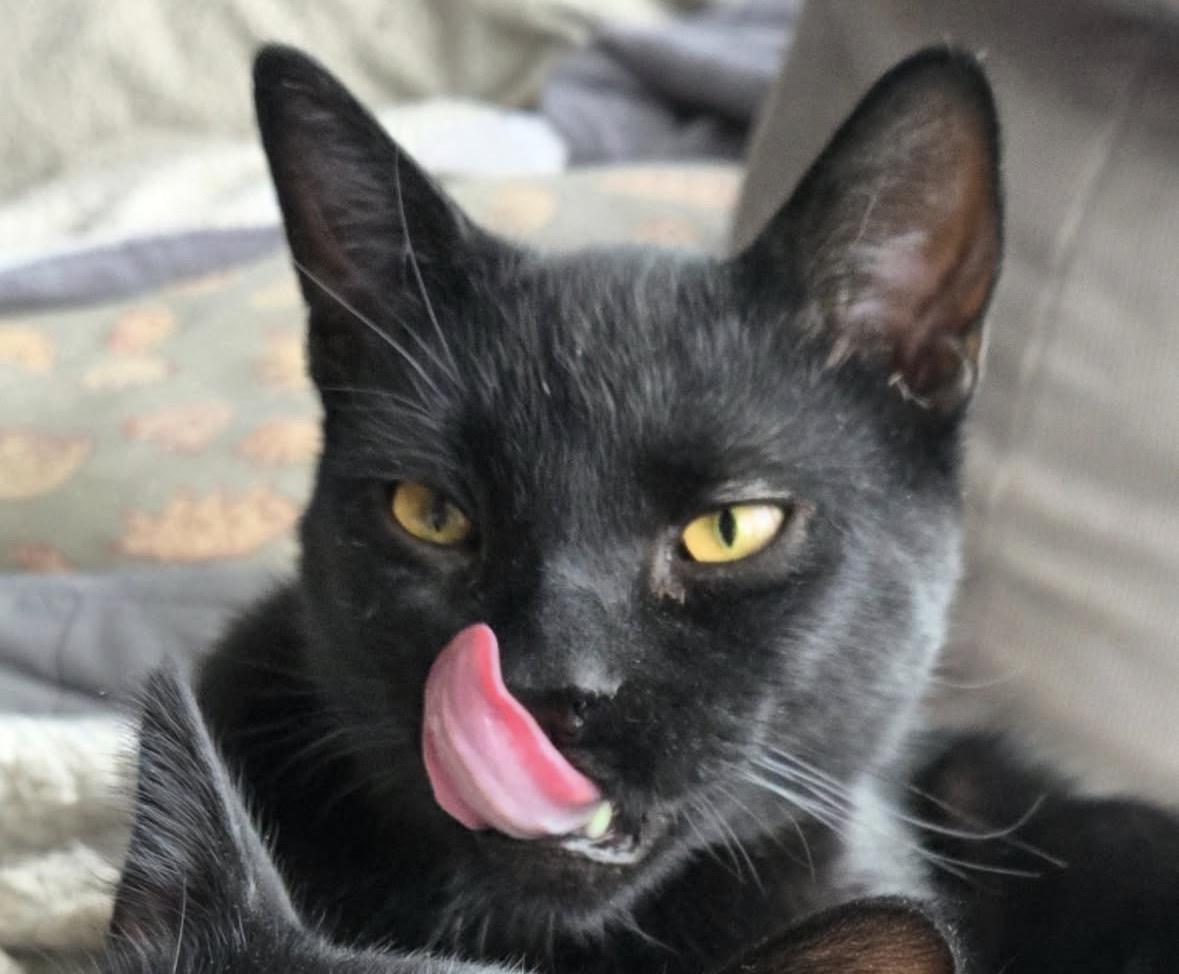 Enlarge Gareth ( Snuggler & Lap Kitten), a Adoptable Domestic Short Hair in Staten Island, NY image 1/6