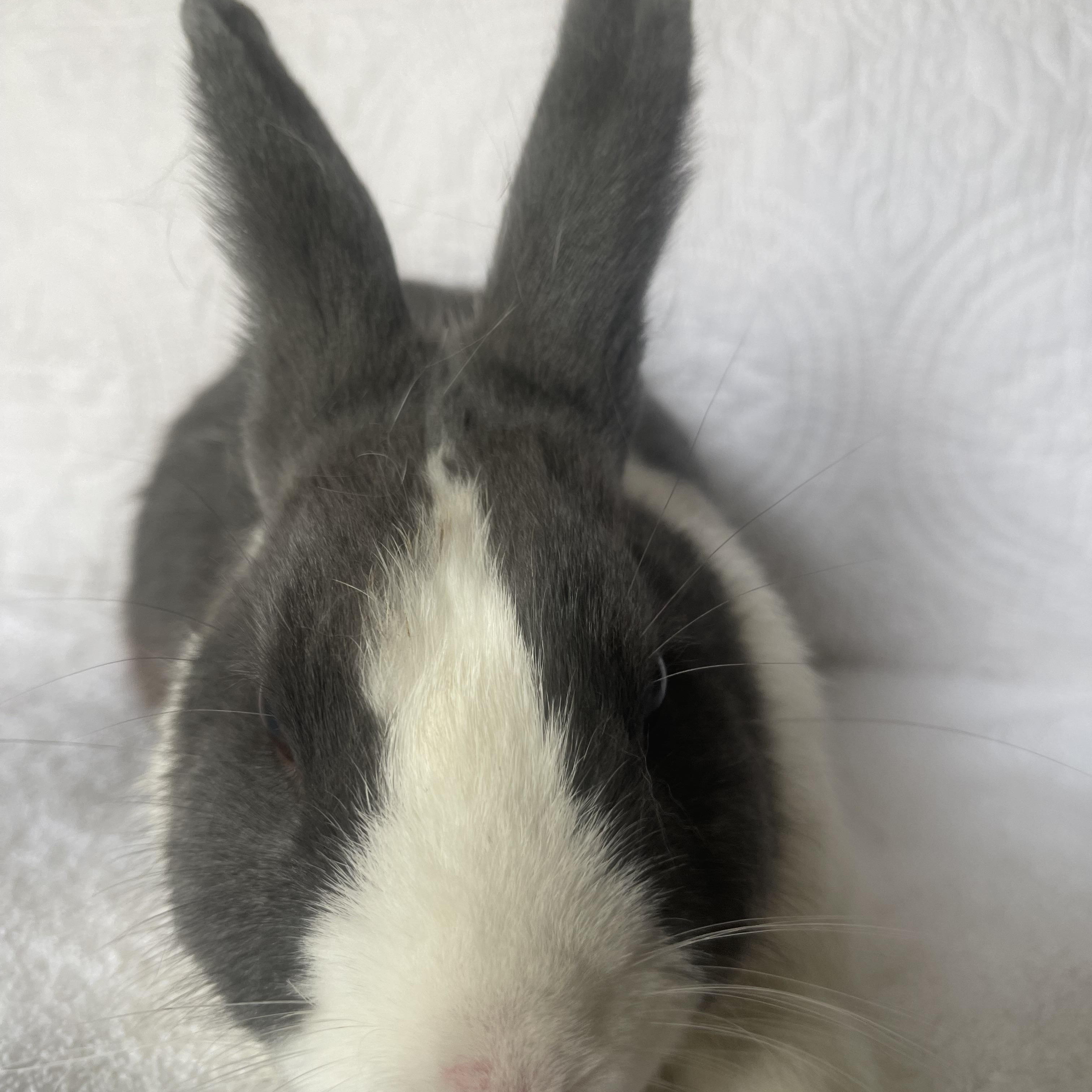 Nico, ADOPTABLE, Young Male Dutch.