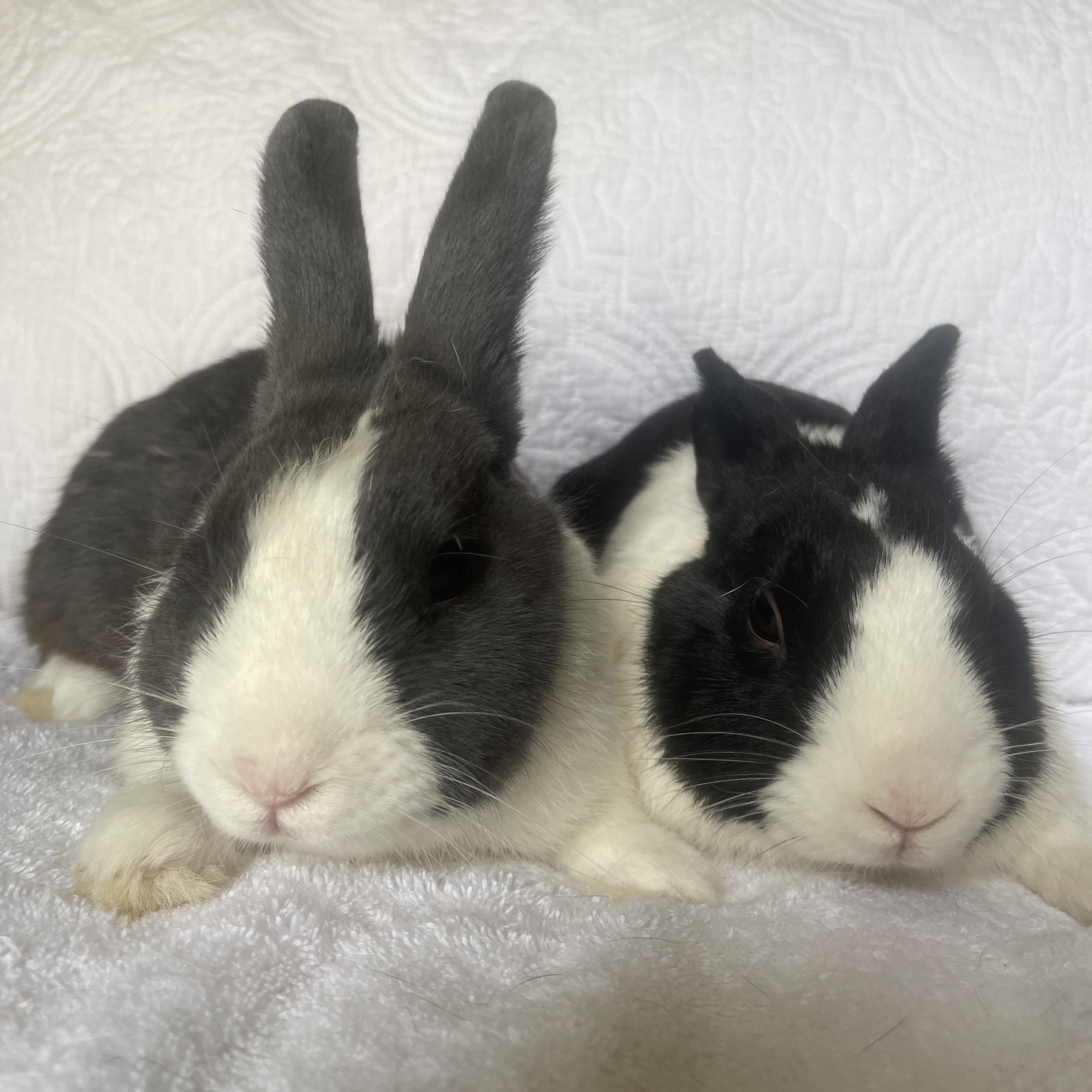 Enlarge Nico, a ADOPTABLE Dutch in Birmingham, AL image 3/3